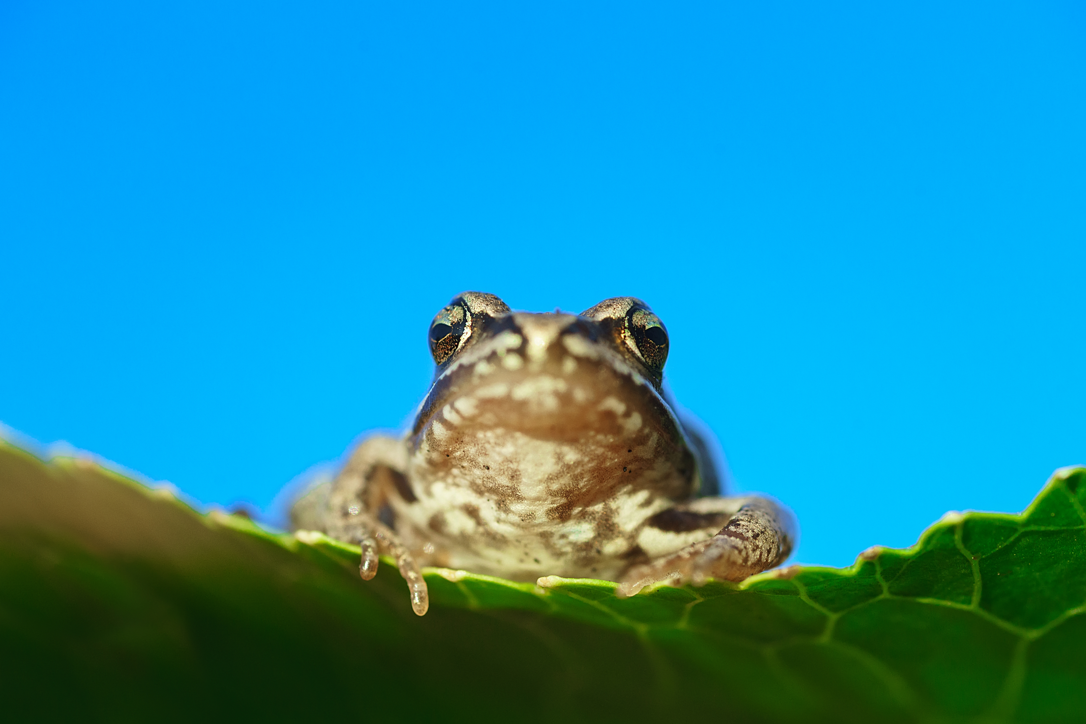 amphibian; wild; toad; wildlife; forest; fauna; animal; environment; natural; frog, Корнеев Алексей