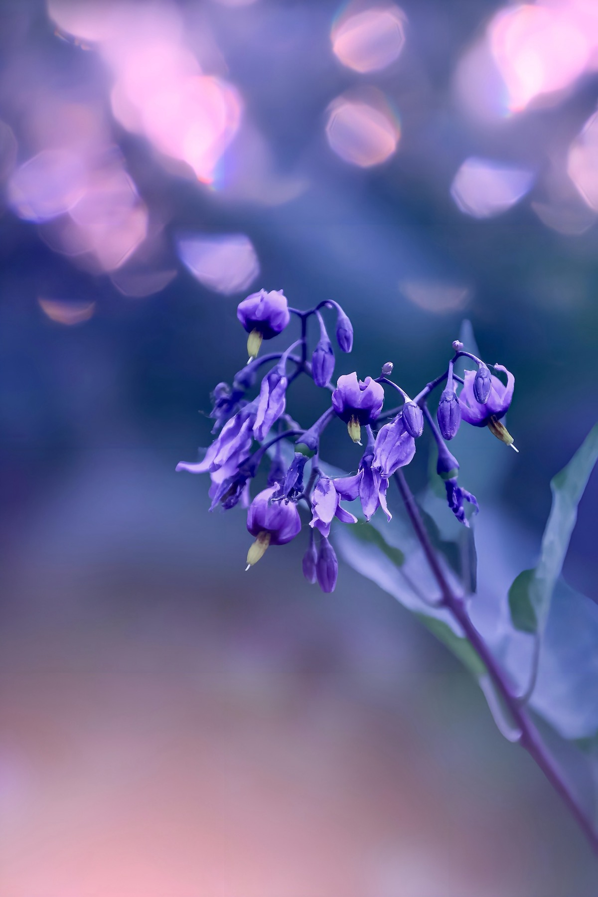 макро, macro, цветы, flower, Julia Kaissa