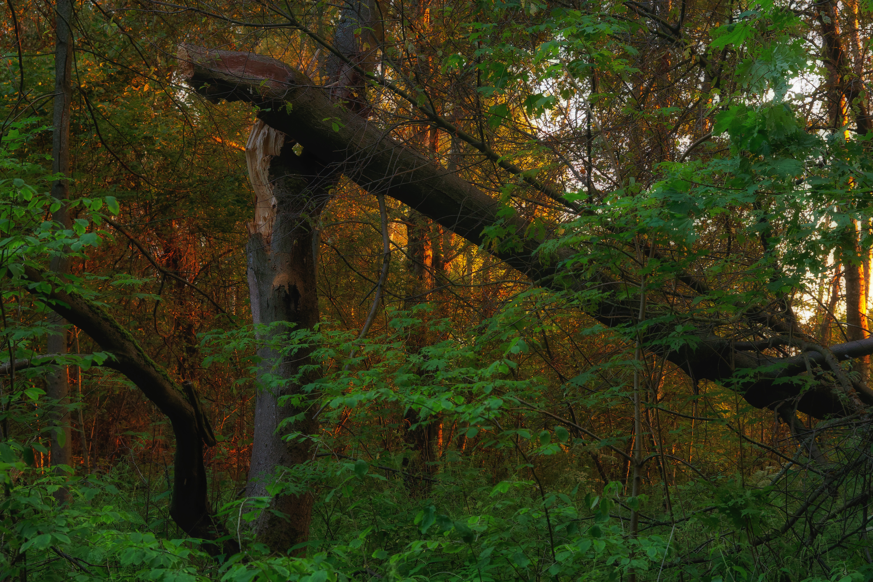 восход, рассвет, лес, деревья, пейзаж, sunrise, dawn, landscape, nature, forest, trees, Пётр Калачев