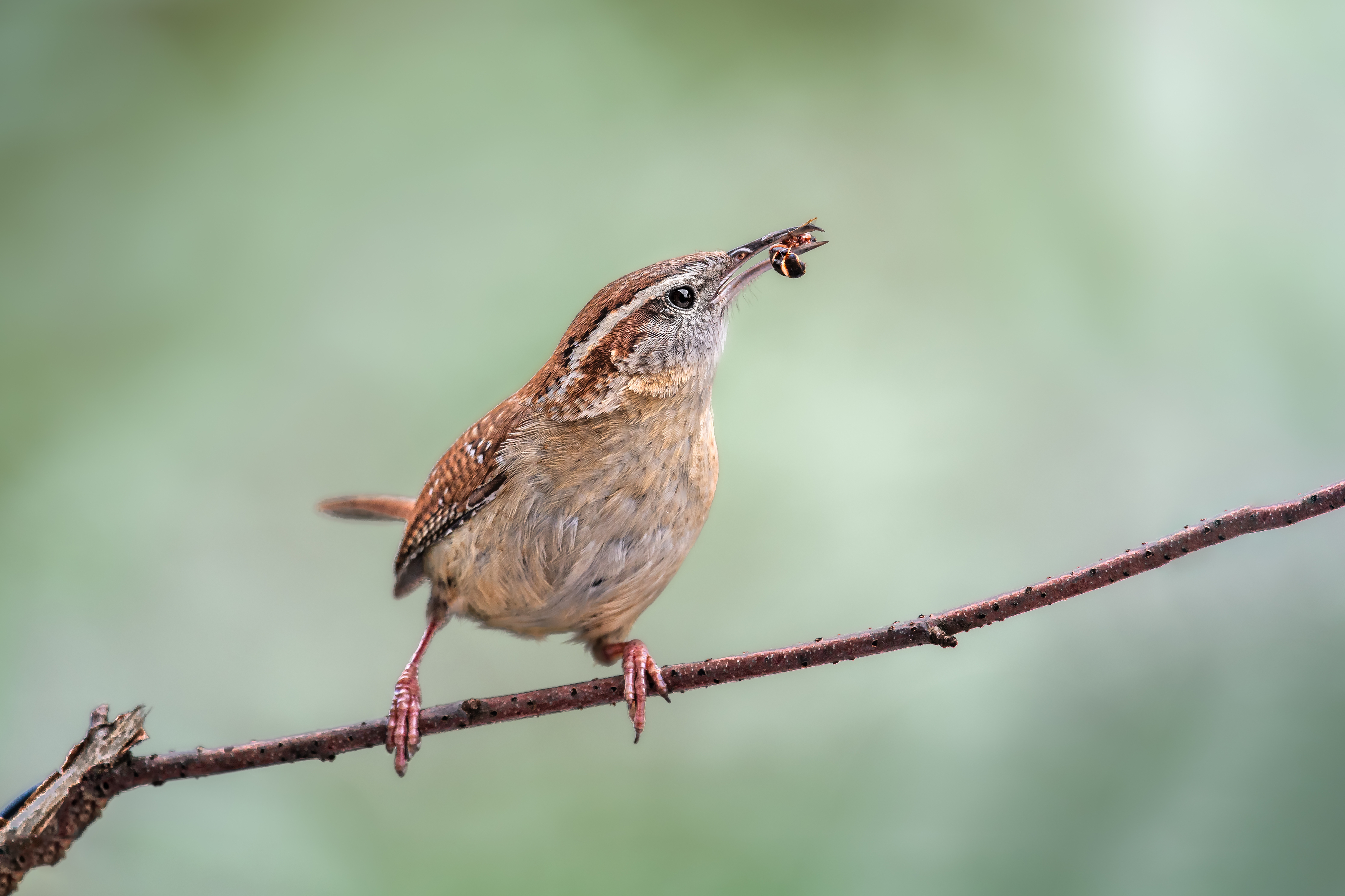 bird, wren, carolina wren, songbird, mockingbird, songbirds, mockingbirds, nature, animals, wild, robin, sparrow, song sparrow, Atul Saluja