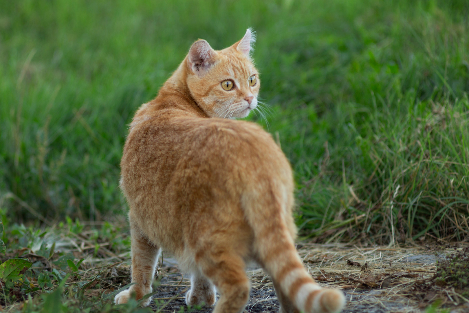 кошка из частного сектора, Александр Канцур