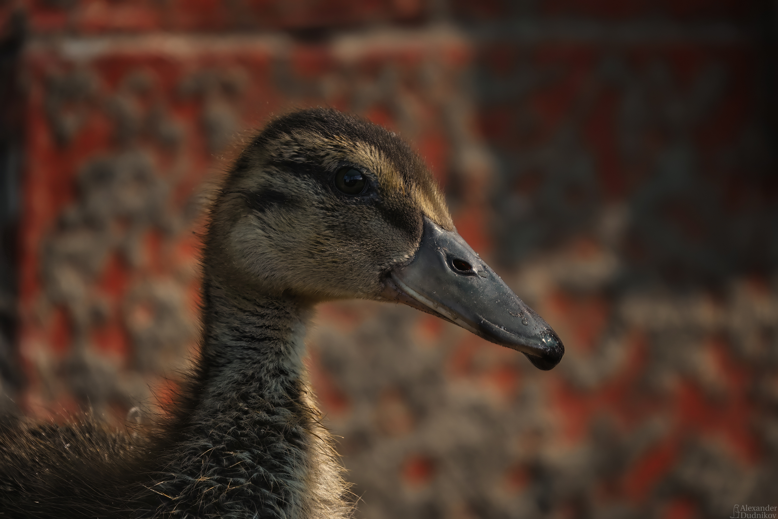 животные, потрет животного, птицы, утята, утки, duckling, birds, animals, animal portrait, aves, Дудников Александр