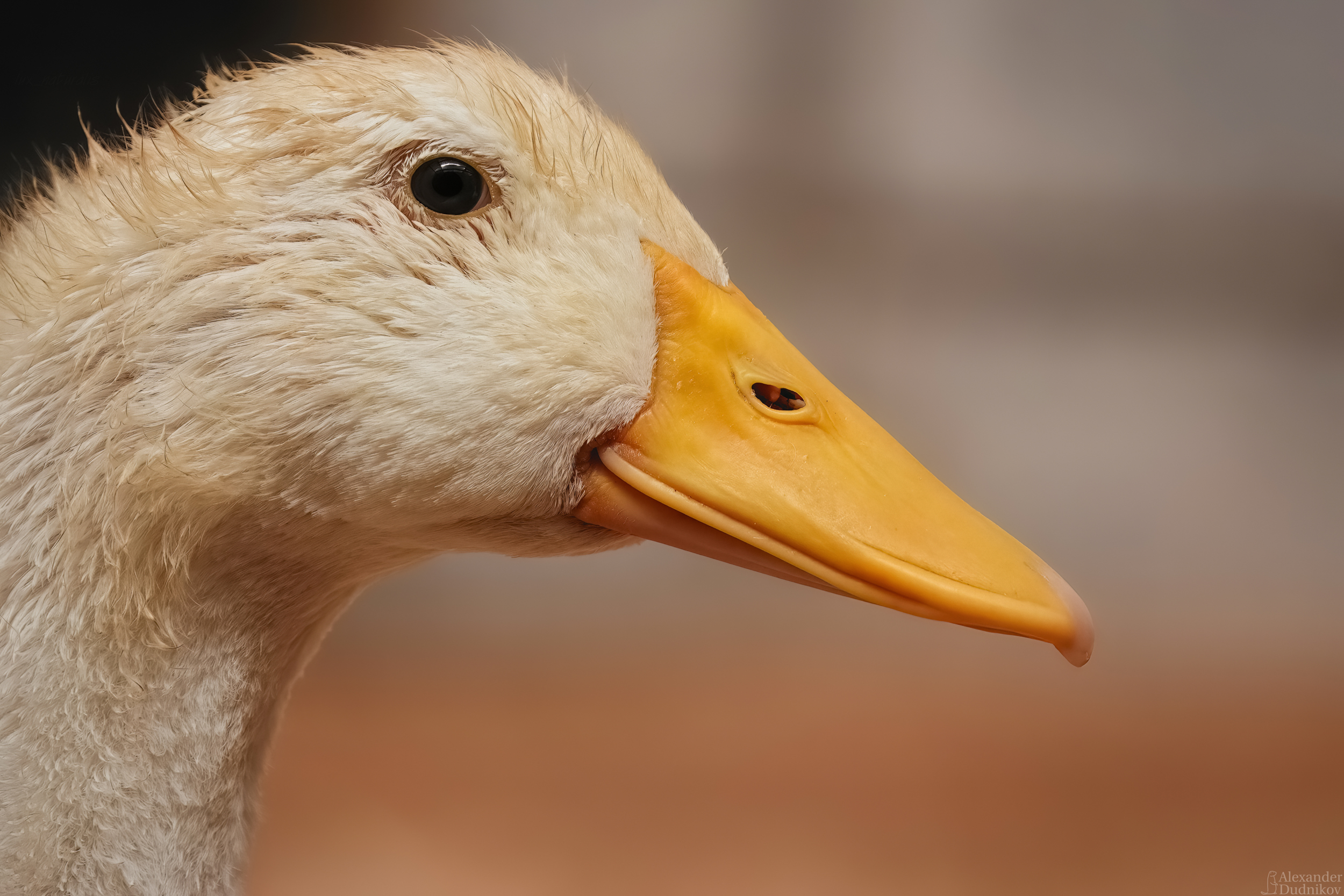 животные, потрет животного, птицы, утята, утки, duckling, birds, animals, animal portrait, aves, Дудников Александр