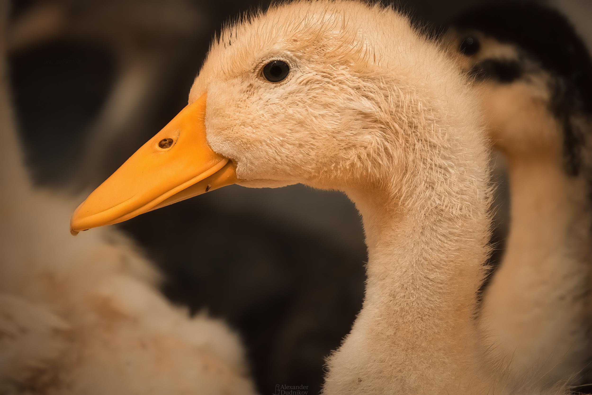 животные, потрет животного, птицы, утята, утки, duckling, birds, animals, animal portrait, aves, Дудников Александр