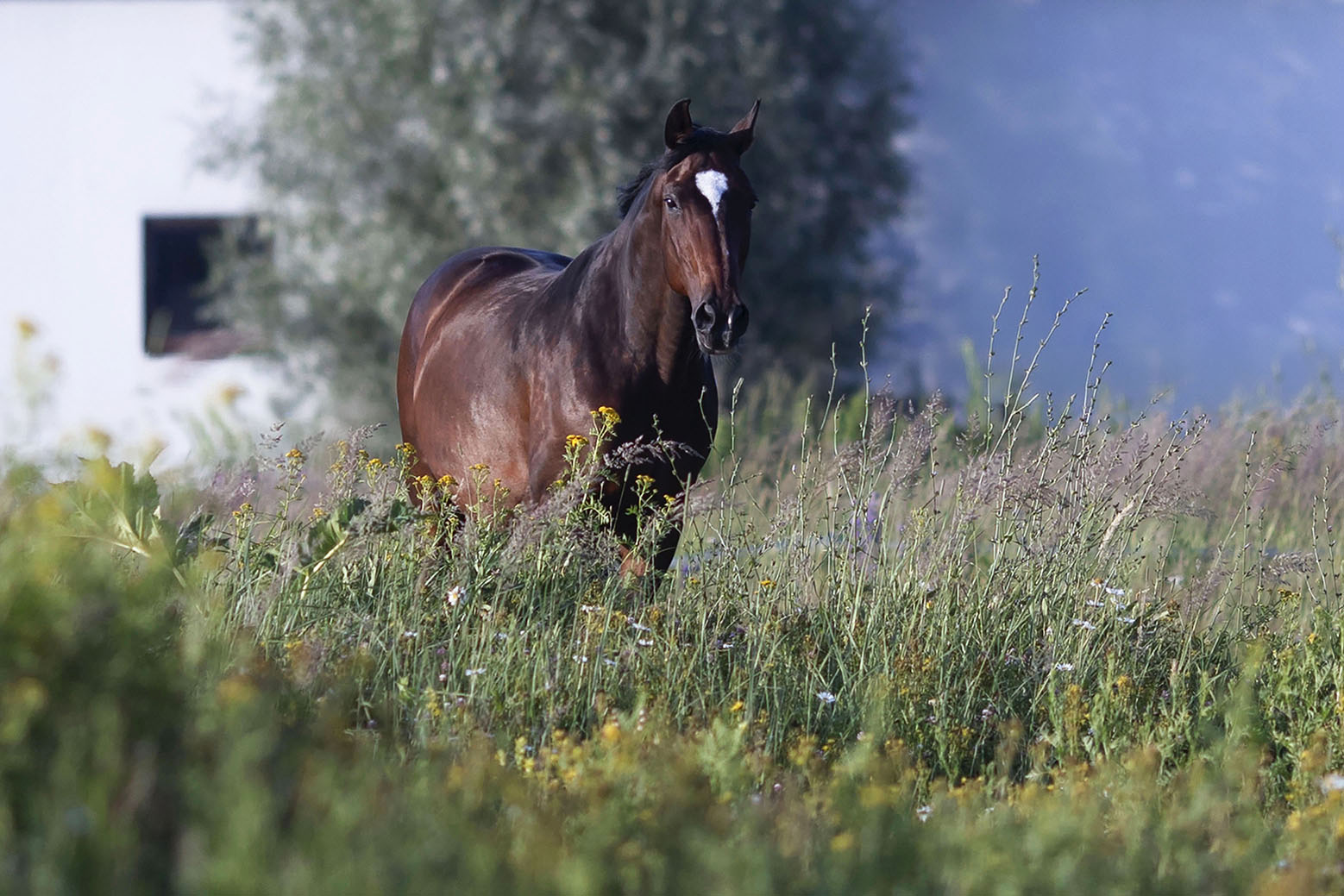 лошадь, красота, поле, природа, horse, beautiful,field, nature, Стукалова Юлия