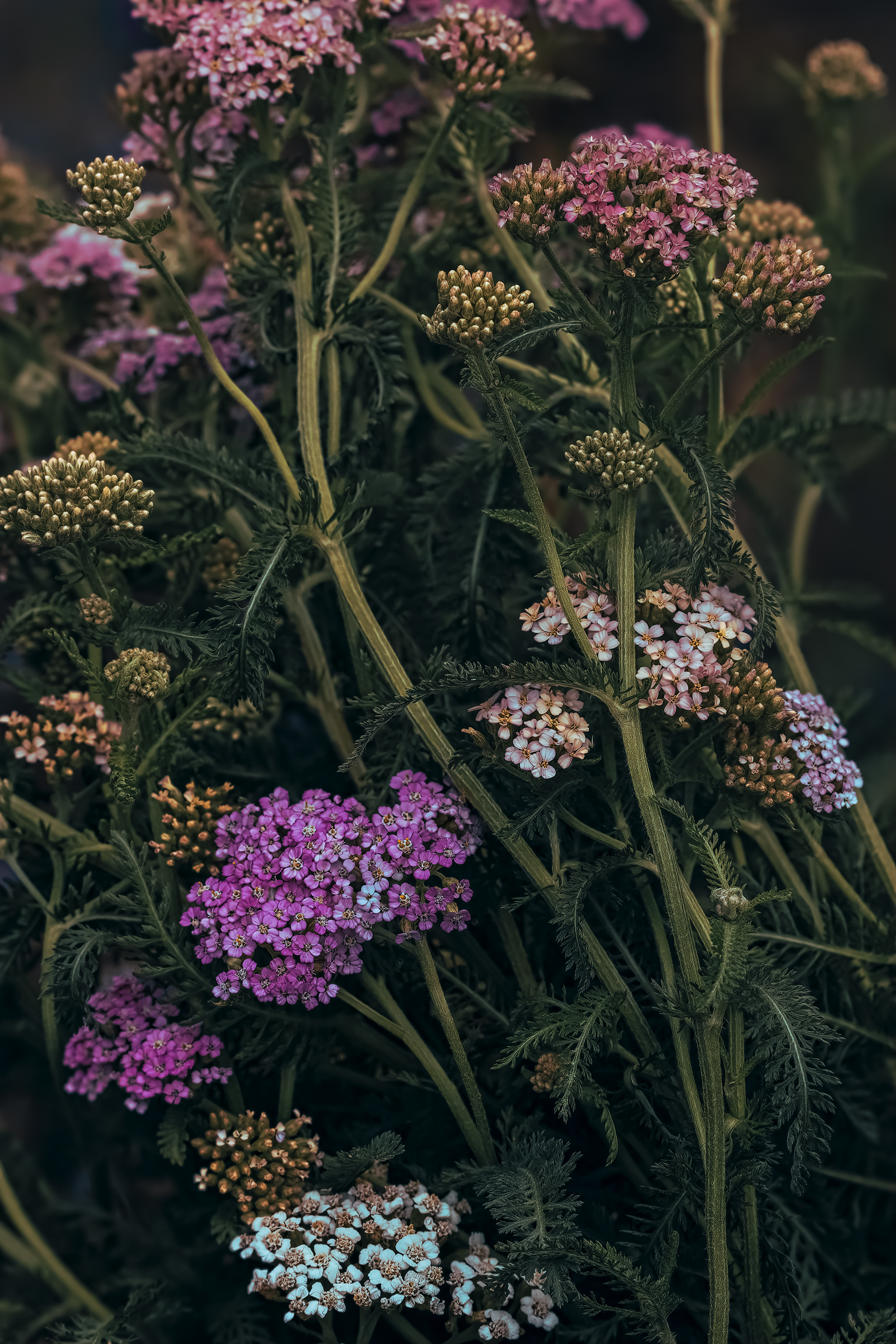 yarrow, meadow, тысячелистник,  Eirene