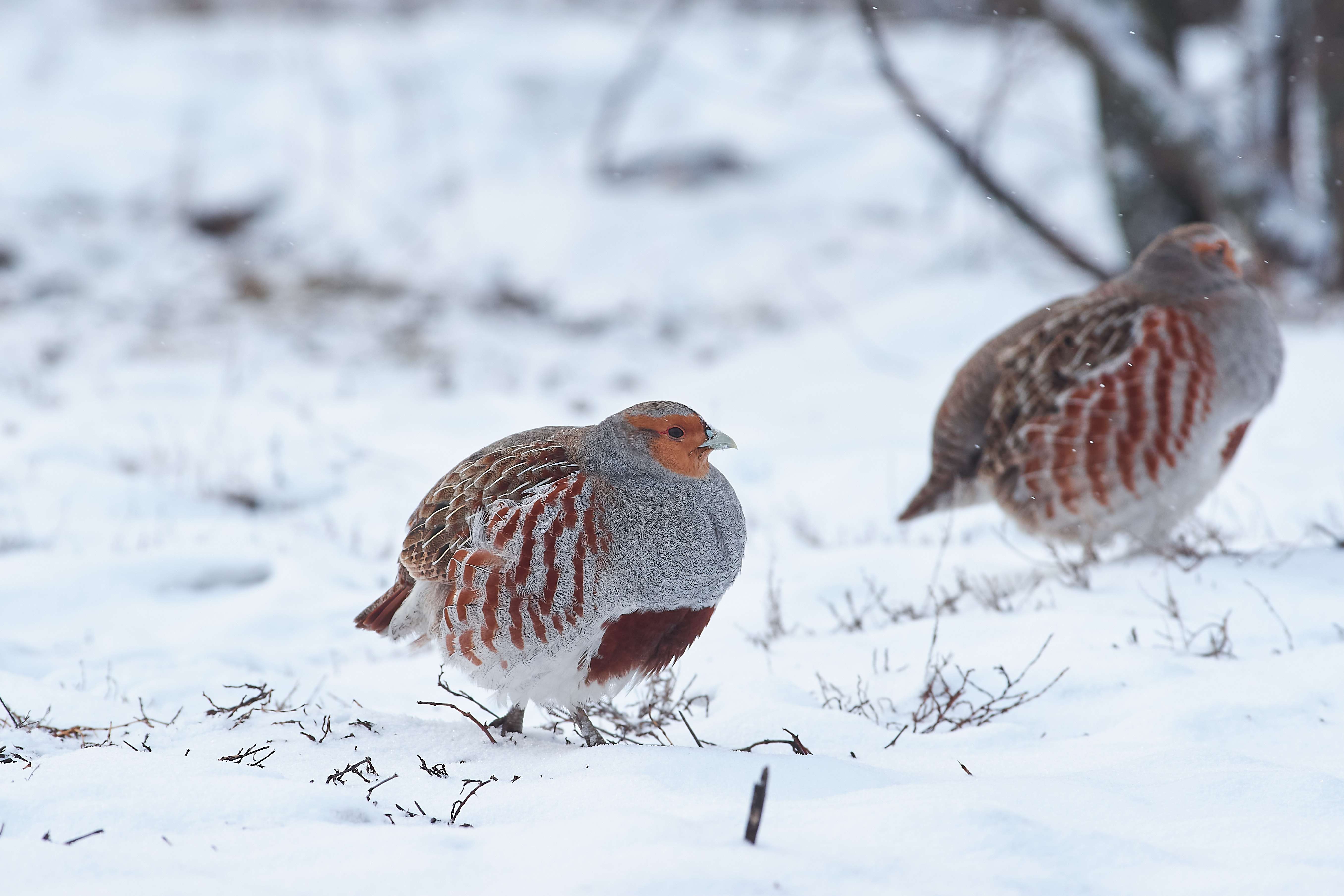 birds, bird, volgograd, russia, , Павел Сторчилов