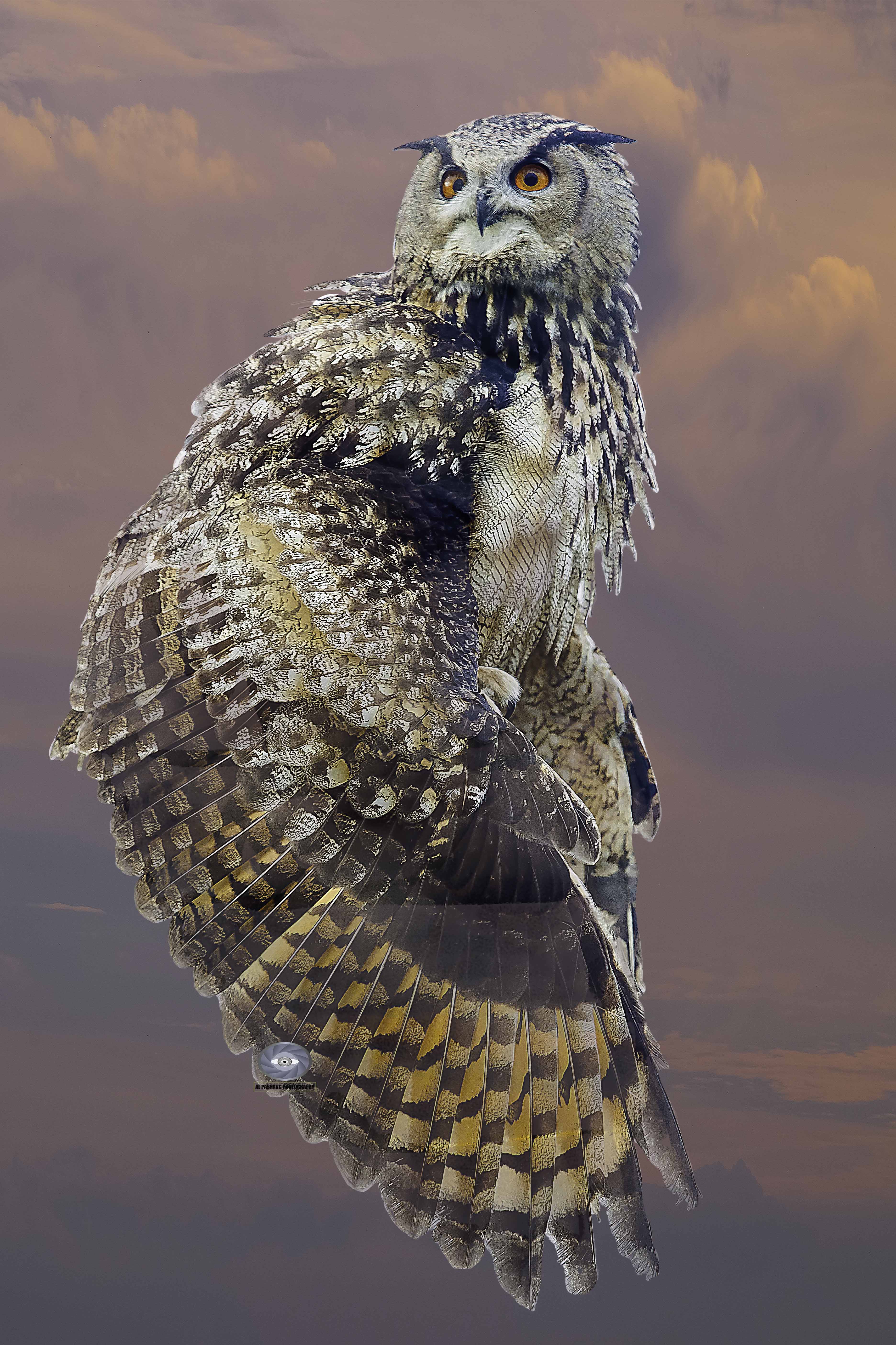 Bird-owl- eagle owl, Ali Pashang