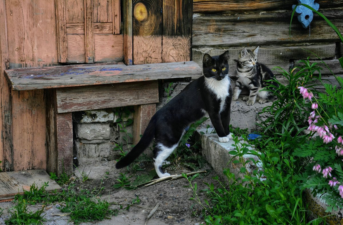 , Коробов Владимир