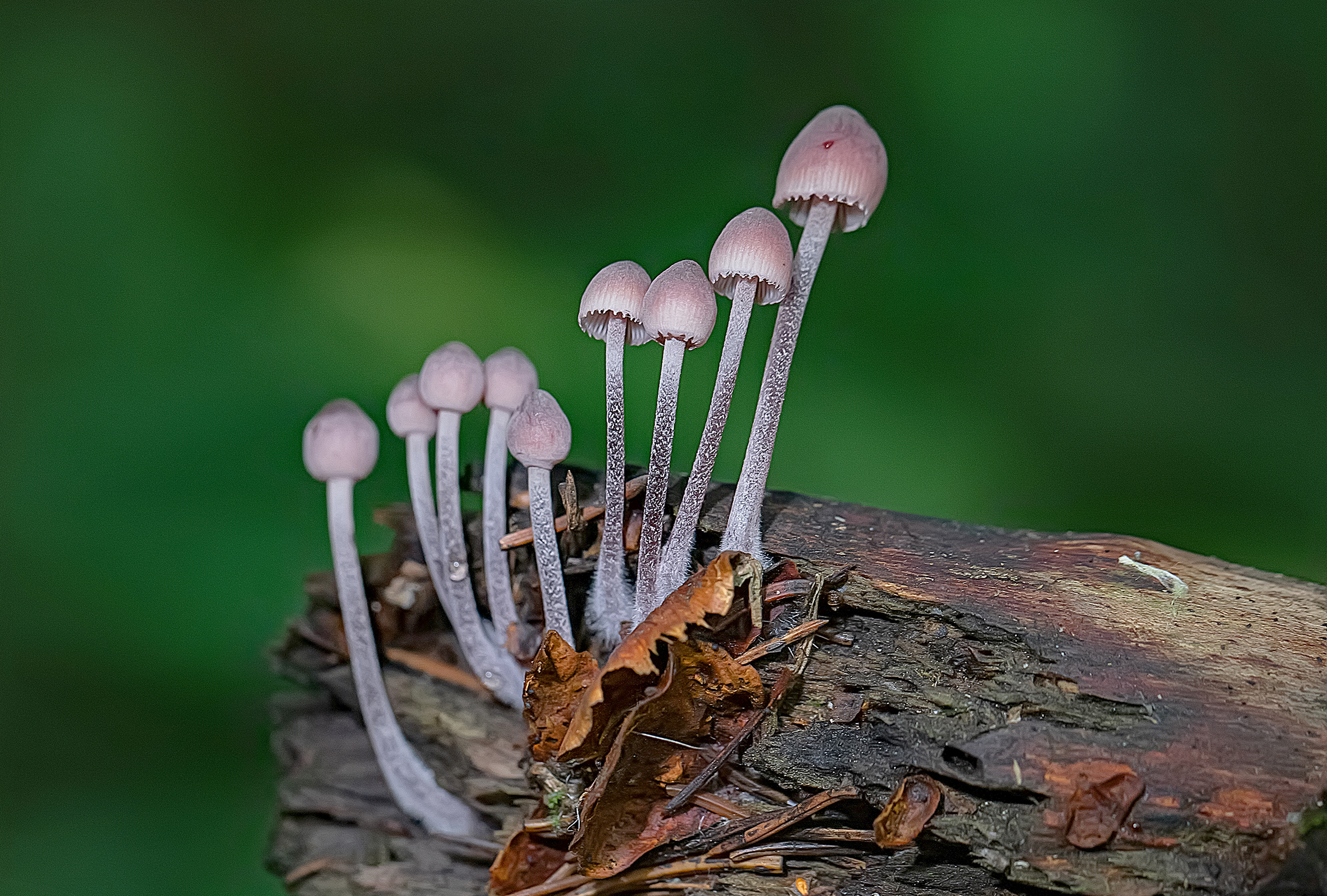 грибы, мицена, mycena haematopus, лес, Широких Александр