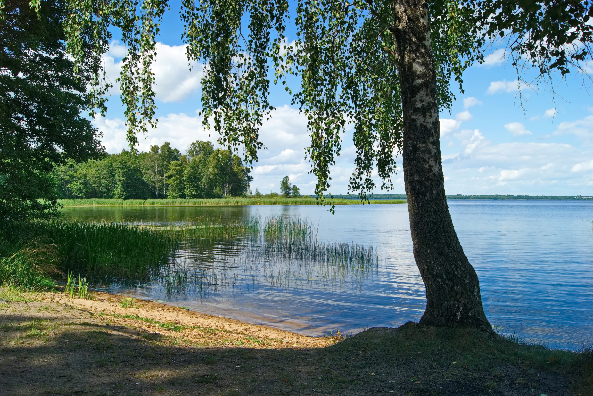 лето, жара, озеро, берёза, тенистое место, витебская область, беларусь, Виктор Гурков