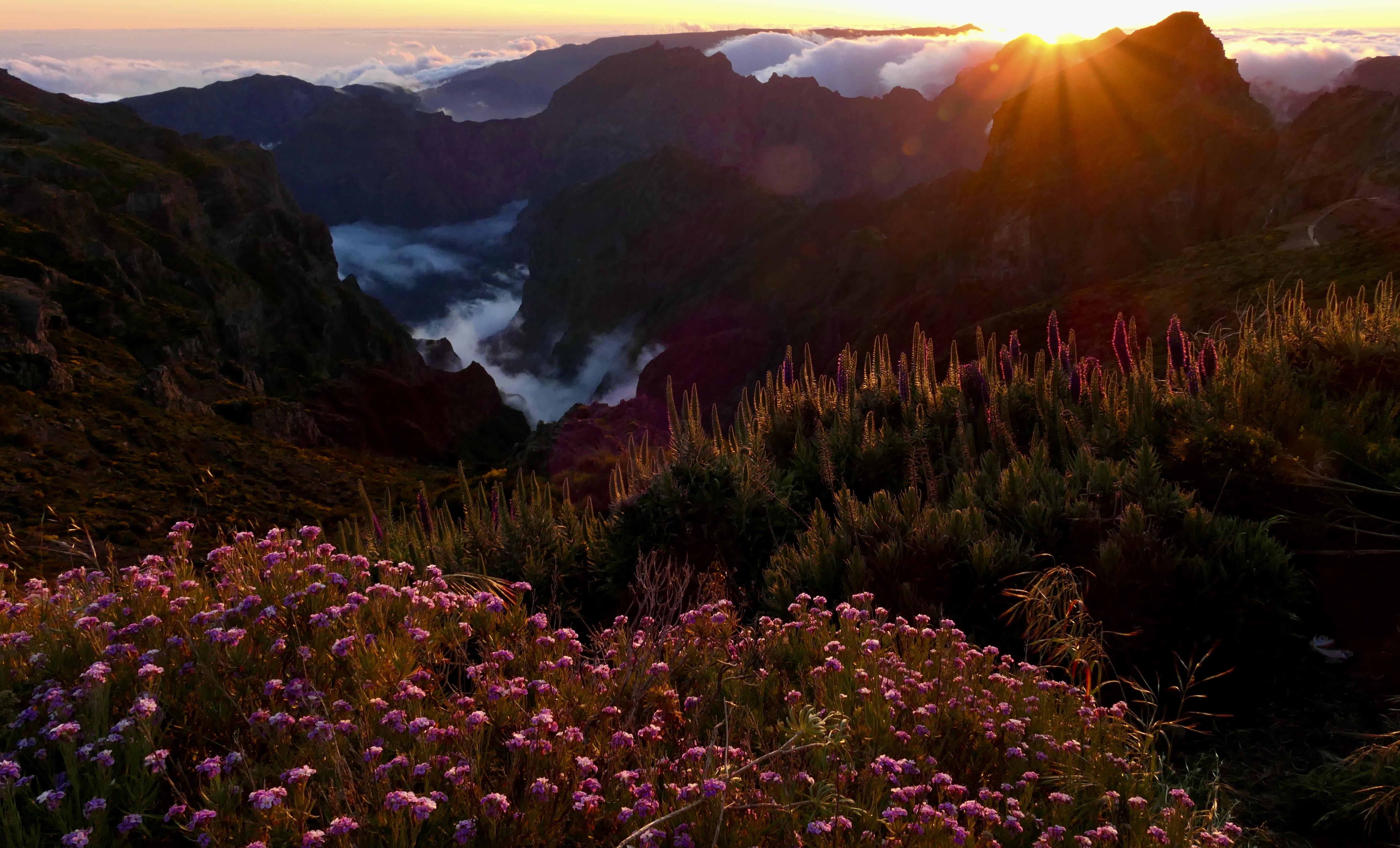 Landscapes, nature, Madeira, sunset, Pico Arieiro, flowers, mood, fog, view, sun, , Svetlana Povarova Ree