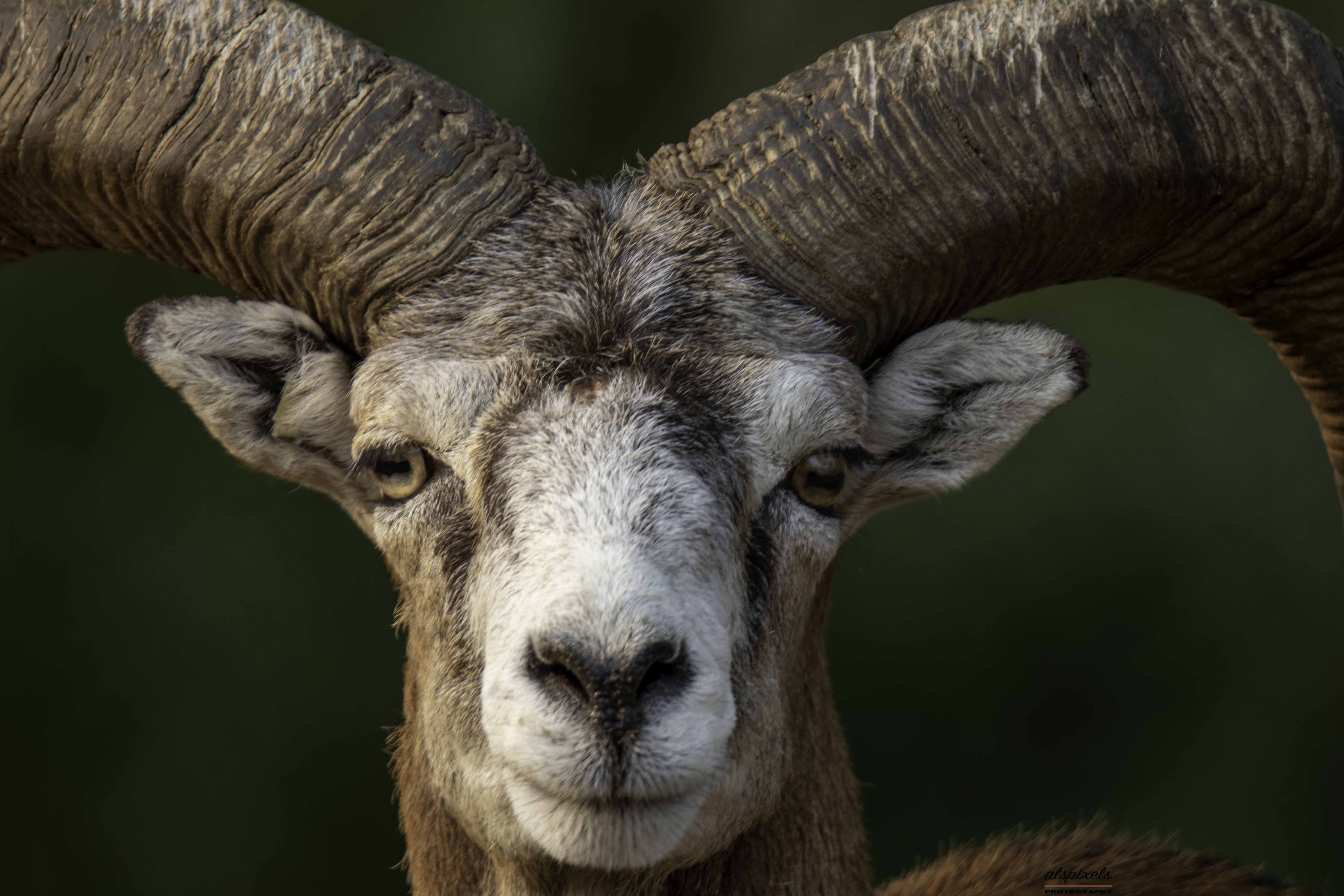 mammal- sheep- mouflon sheep-, Ali Pashang