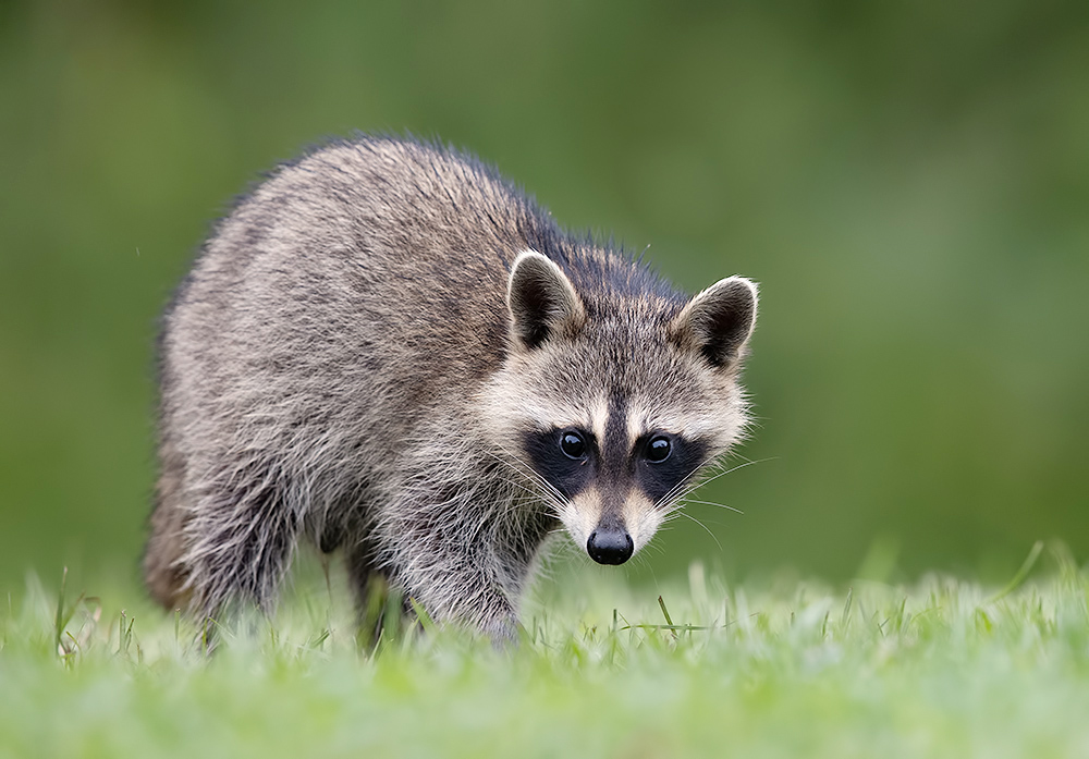 енот обыкновенный, енот-полоскун, raccoon, енот, дикие животные, животные, animals, Etkind Elizabeth