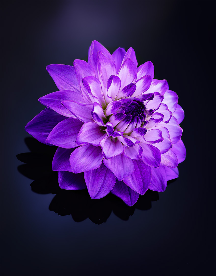 dahlia, åkandetype, Kavaliauskas Eugenijus