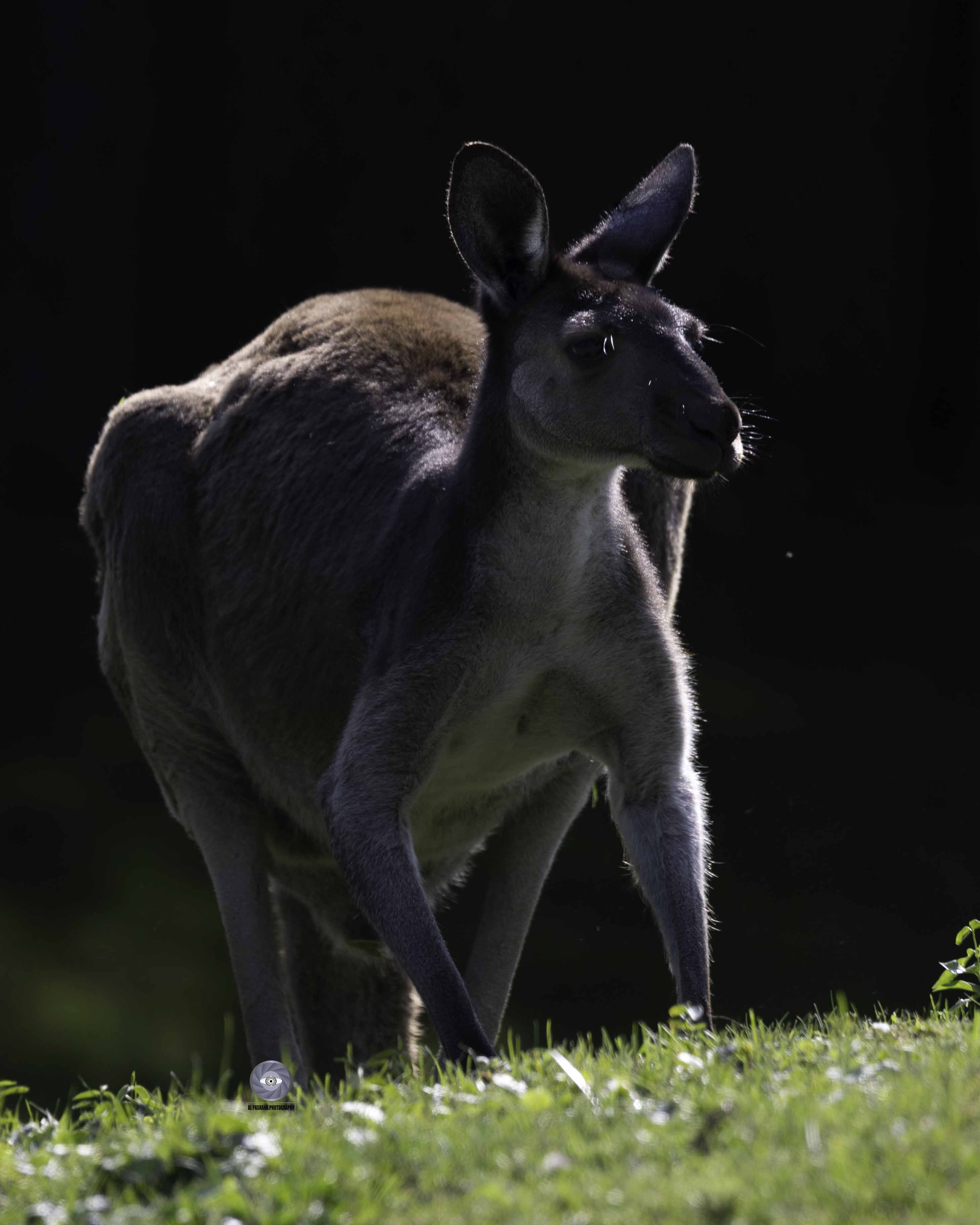 kangaroo, Ali Pashang