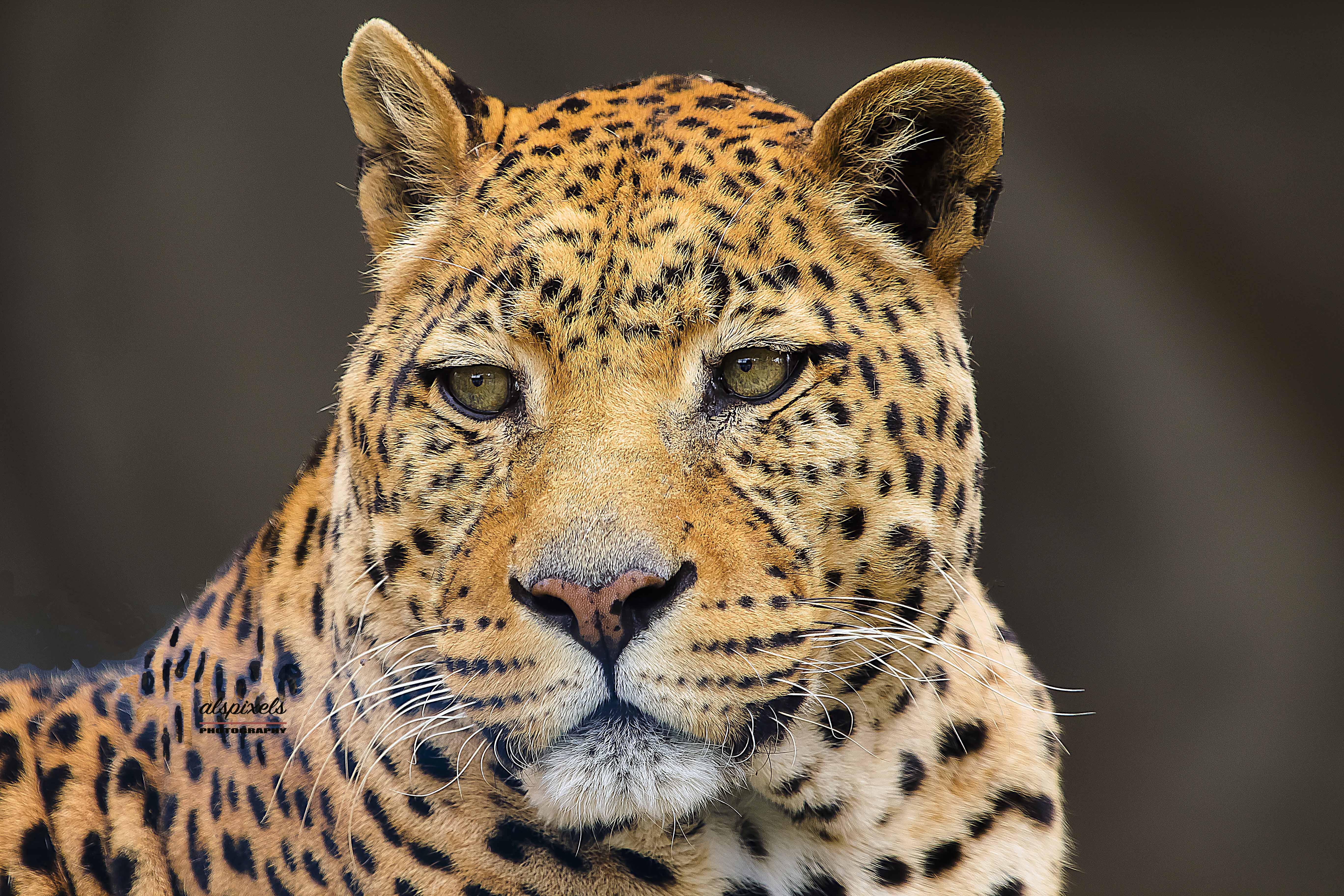 panthera-leopard-mammal, Ali Pashang