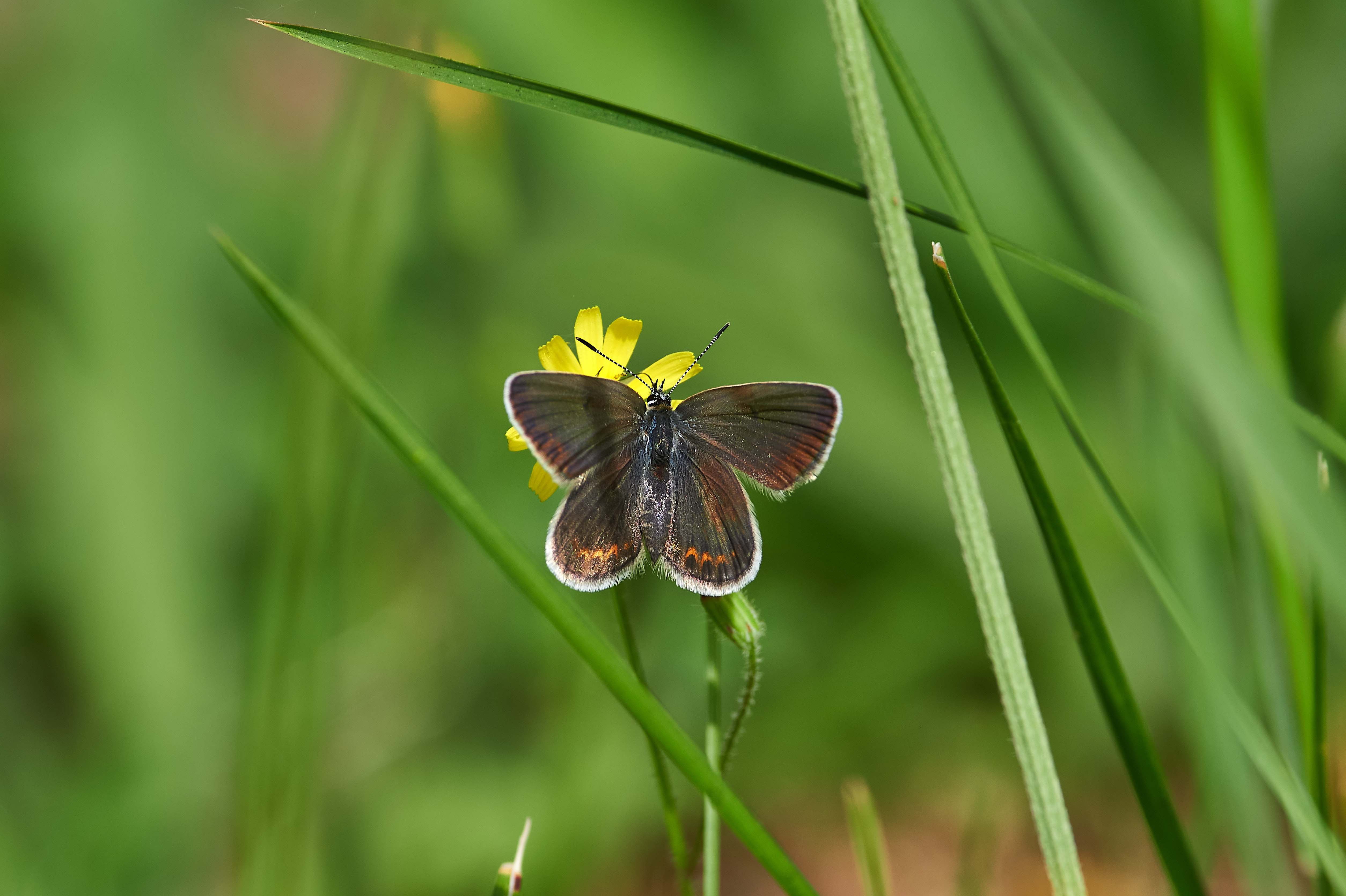 buttefly, volgograd, russia, wildlife, , Павел Сторчилов