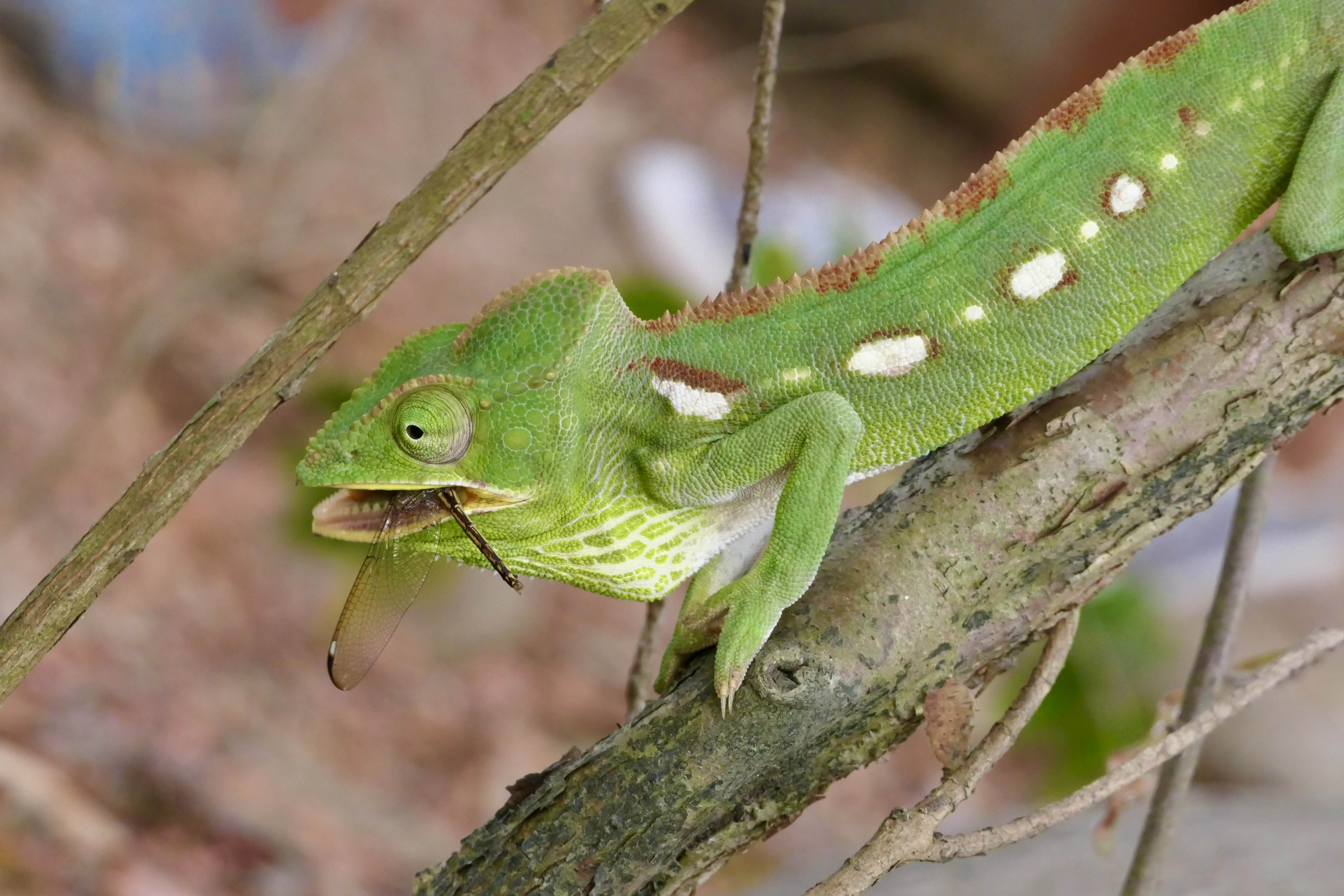 Animals, wildlife, chameleon, Madagascar, Africa, reptiles, , Svetlana Povarova Ree