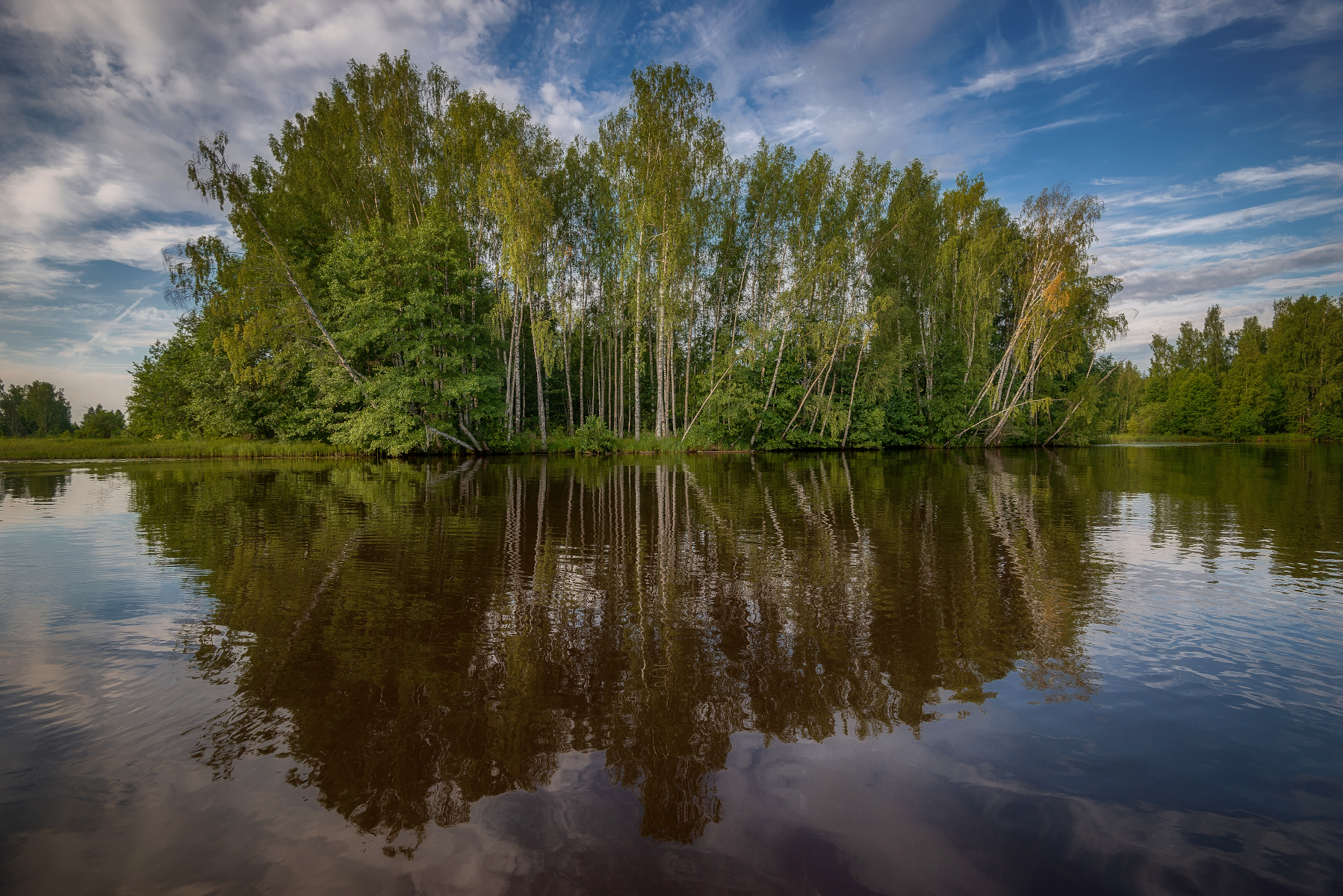 озеро, роща, берёзы, остров, отражение, Сергей Аникин