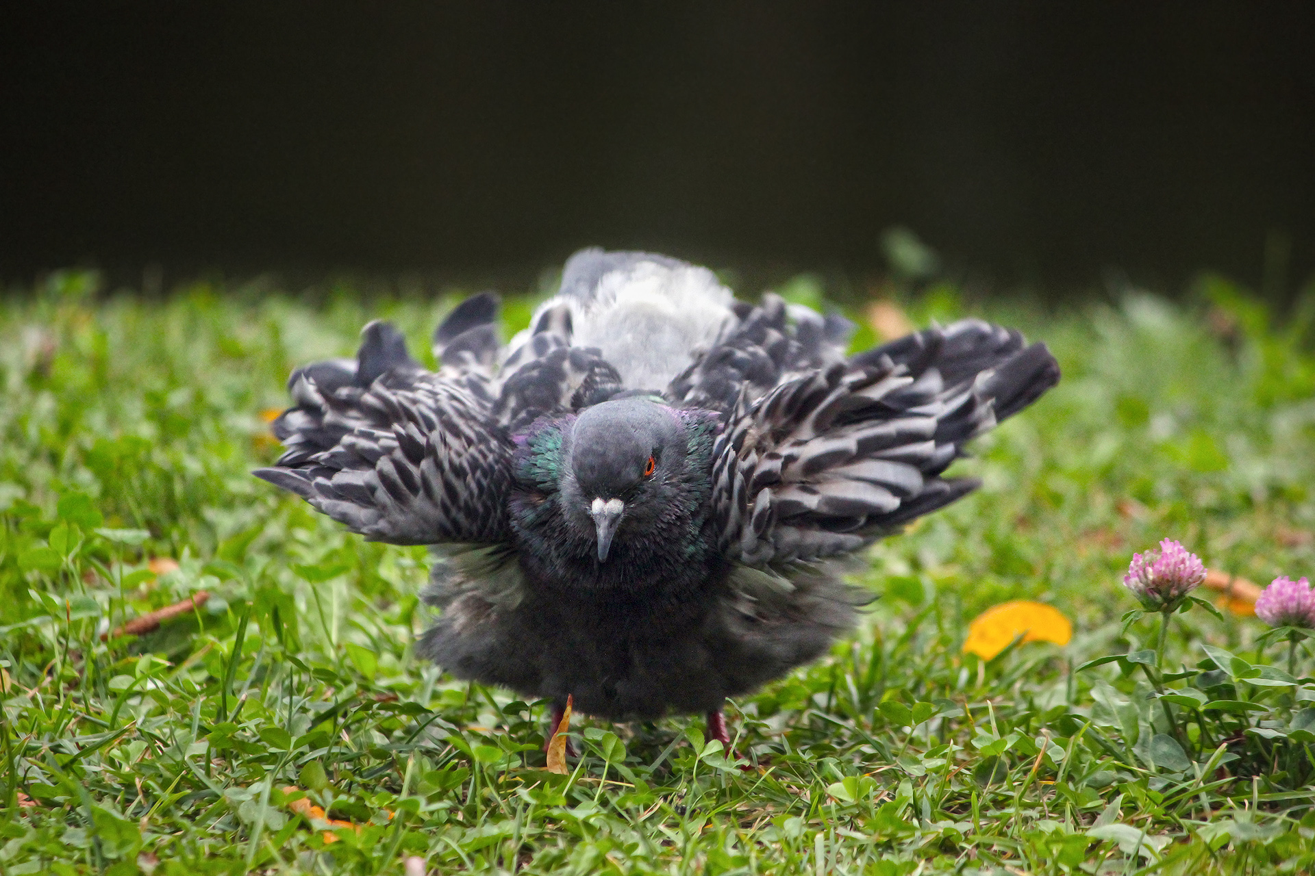 сизый голубь, сизарь, columba livia, КарОл