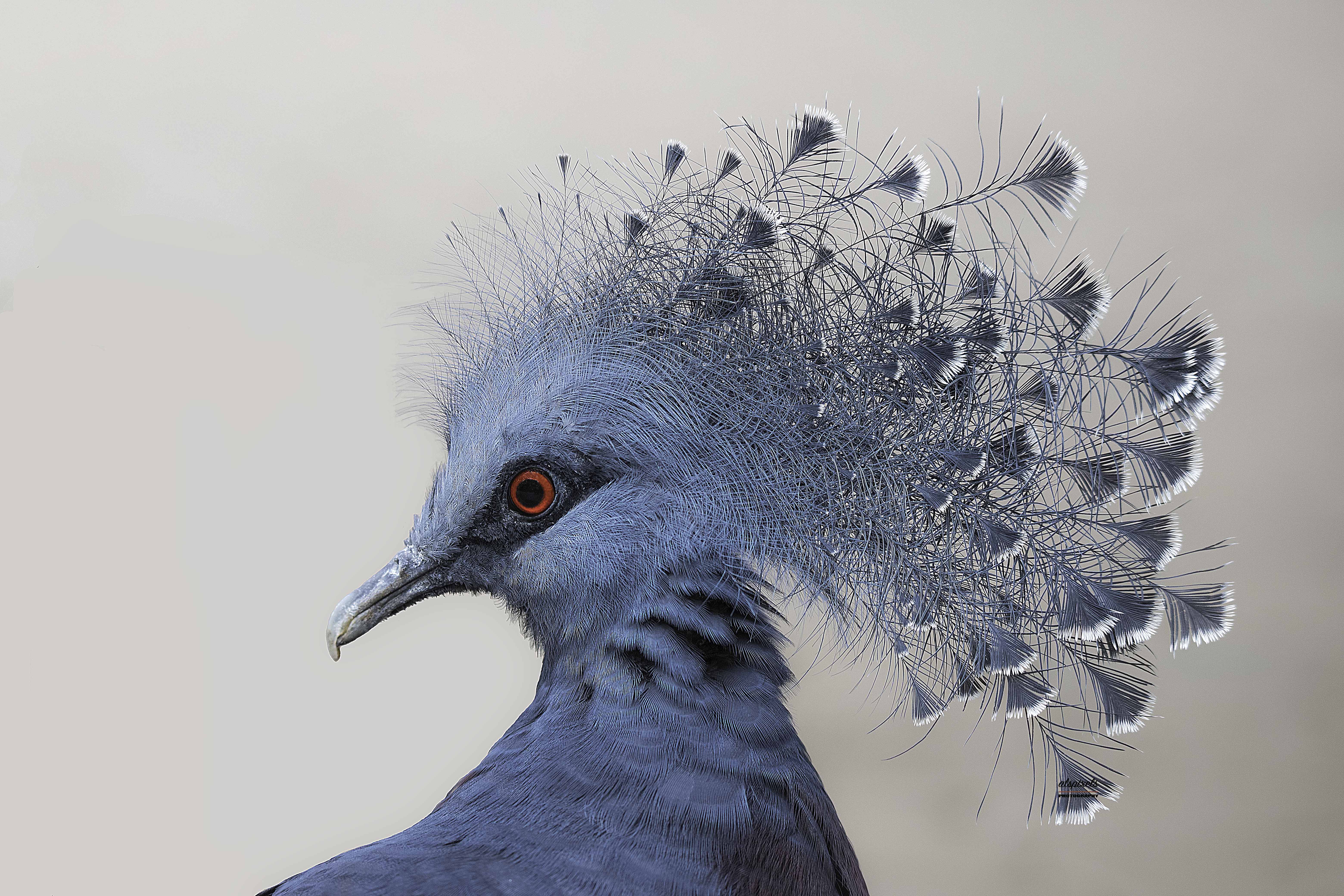 bird- pigeon- victoria crowned pigeon, Ali Pashang