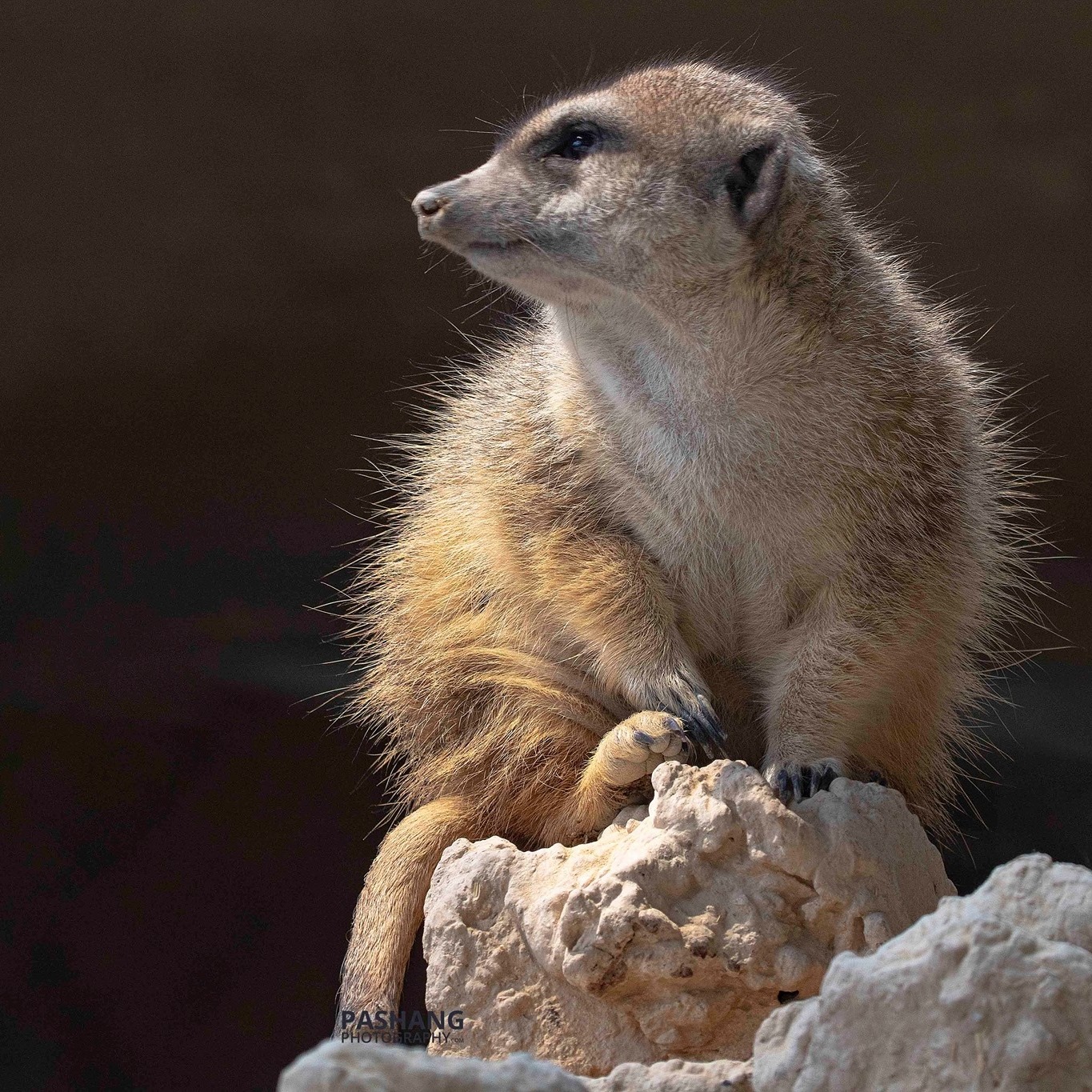 mammal-slender-tailed meerkat, Ali Pashang