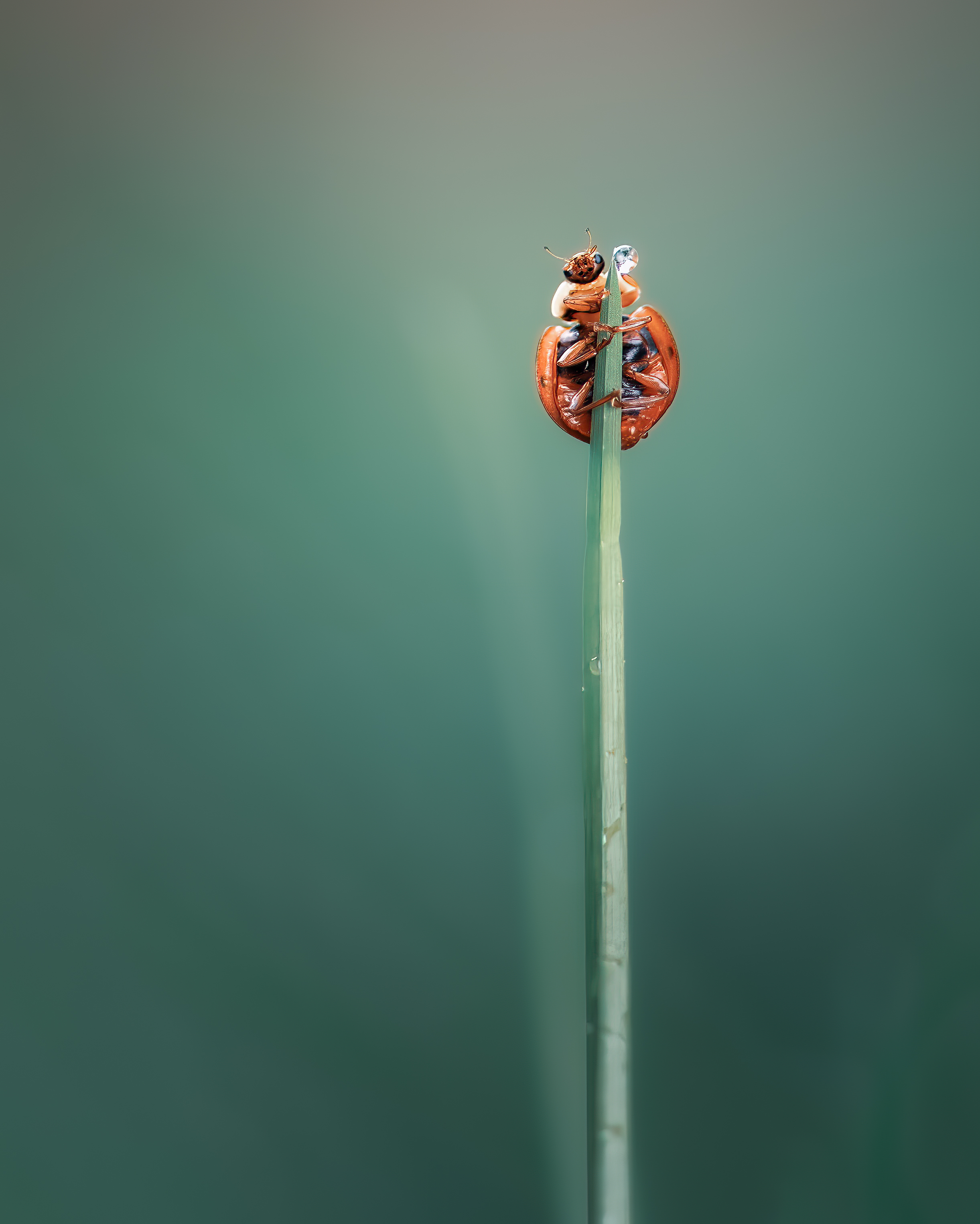 ladybug, beetle, insect, flower, macro, bugs, ladybird,, Atul Saluja