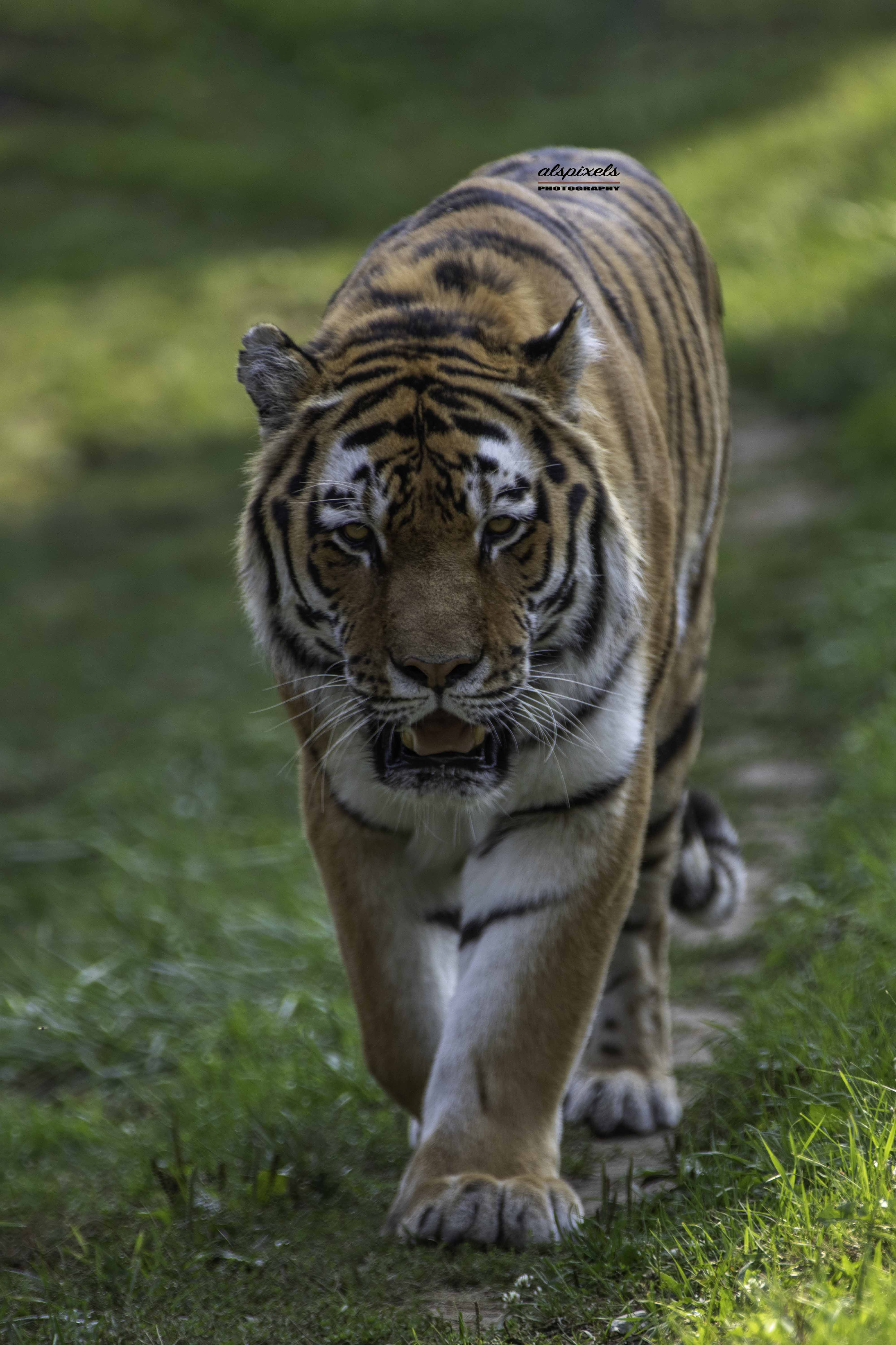 Mammal-tiger-amur tiger-Siberian tiger-big cat-cat-largest cat, Ali Pashang