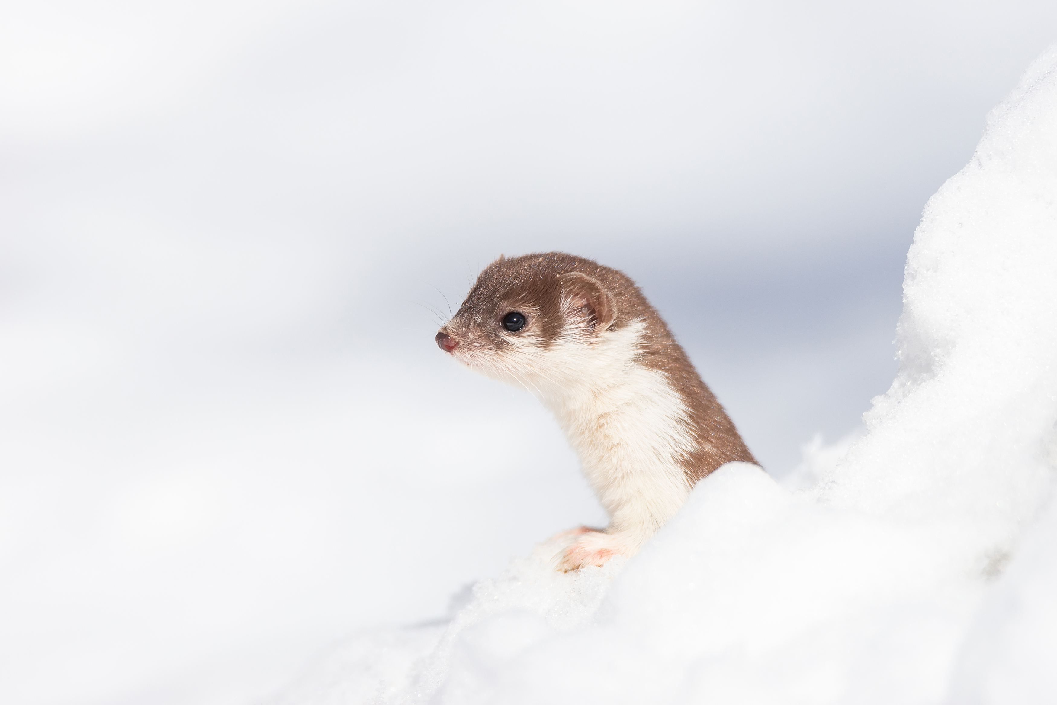 closeup; pine marten; white landscape; animal; snow; winter; wildlife; white;, Корнеев Алексей