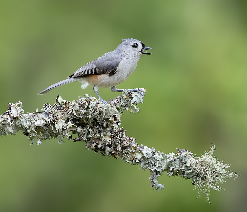 tufted titmouse, острохохлая синица,  синица, Etkind Elizabeth