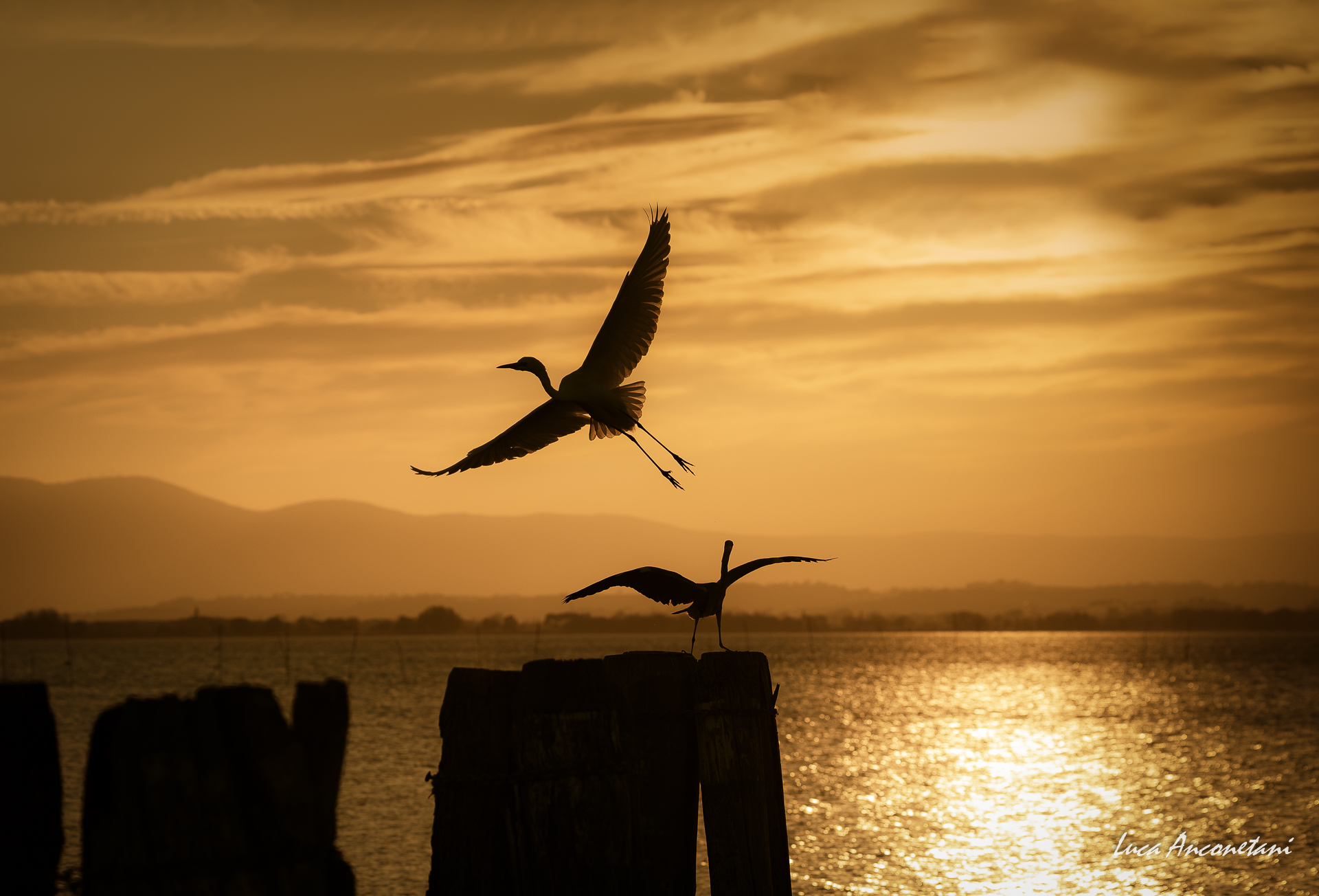 sunset animals trasimeno lake sera, Anconetani Luca