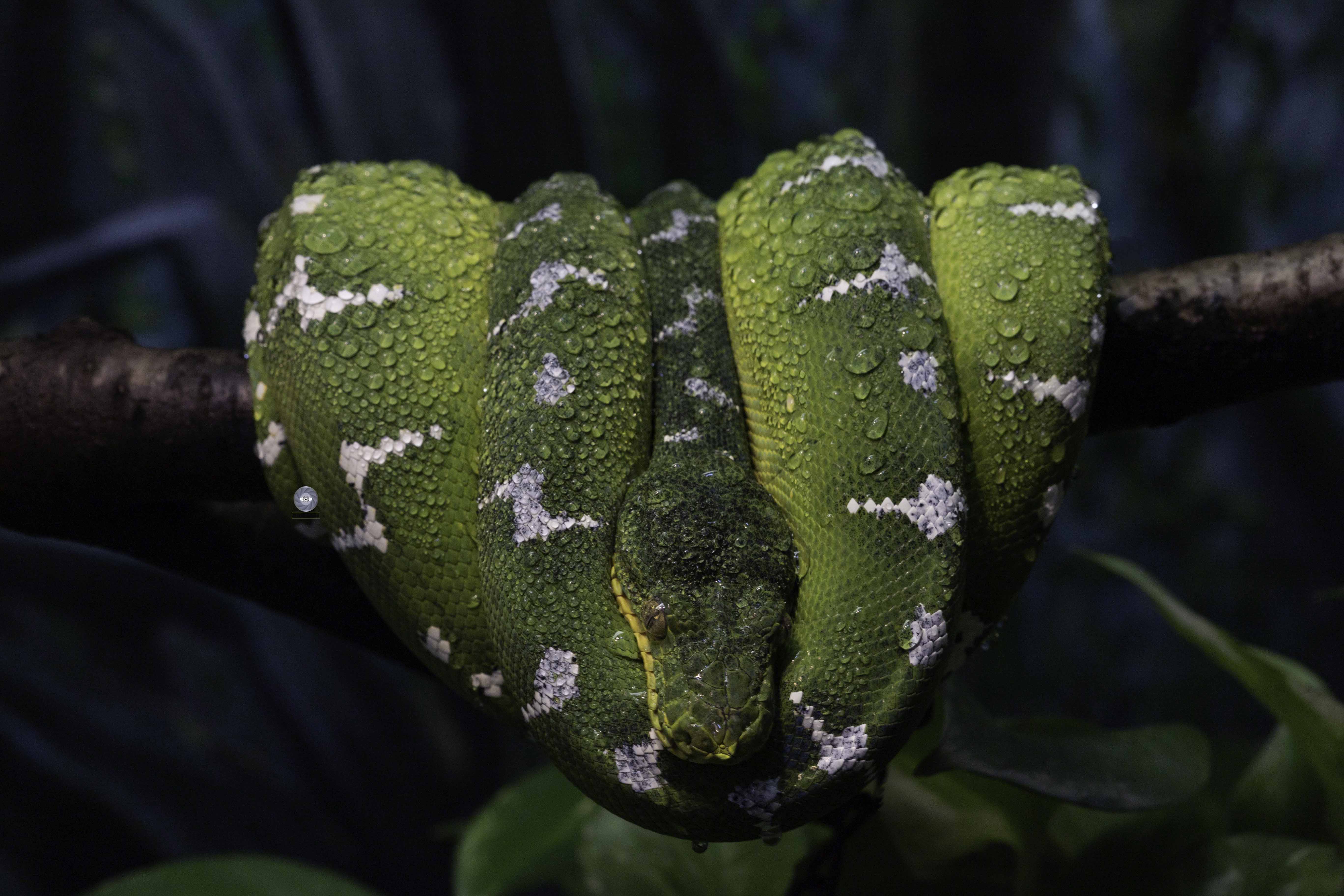 snake-boa- emerald tree boa-reptile, Ali Pashang