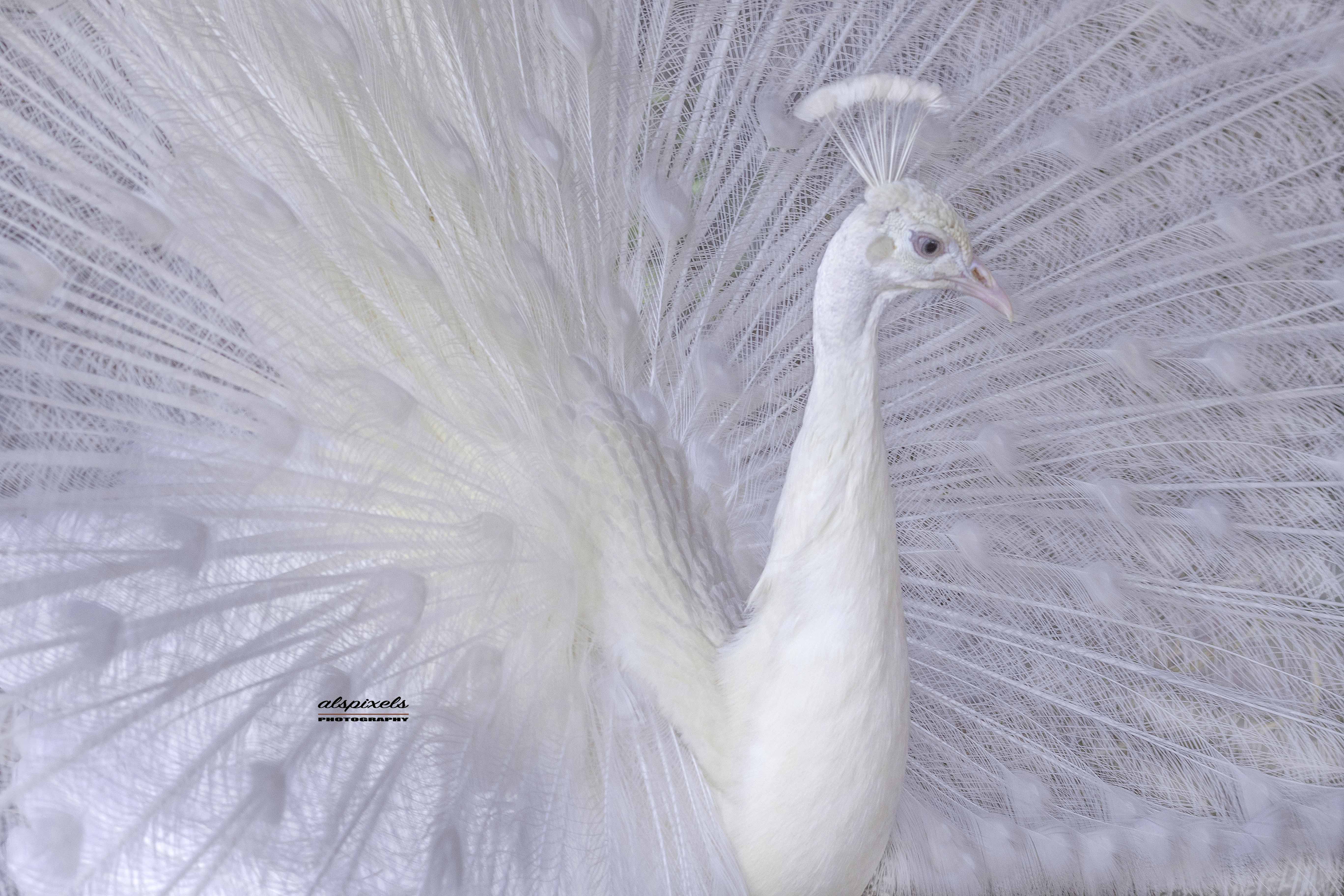 bird-peacock-white peacock-albino peafowl, Ali Pashang