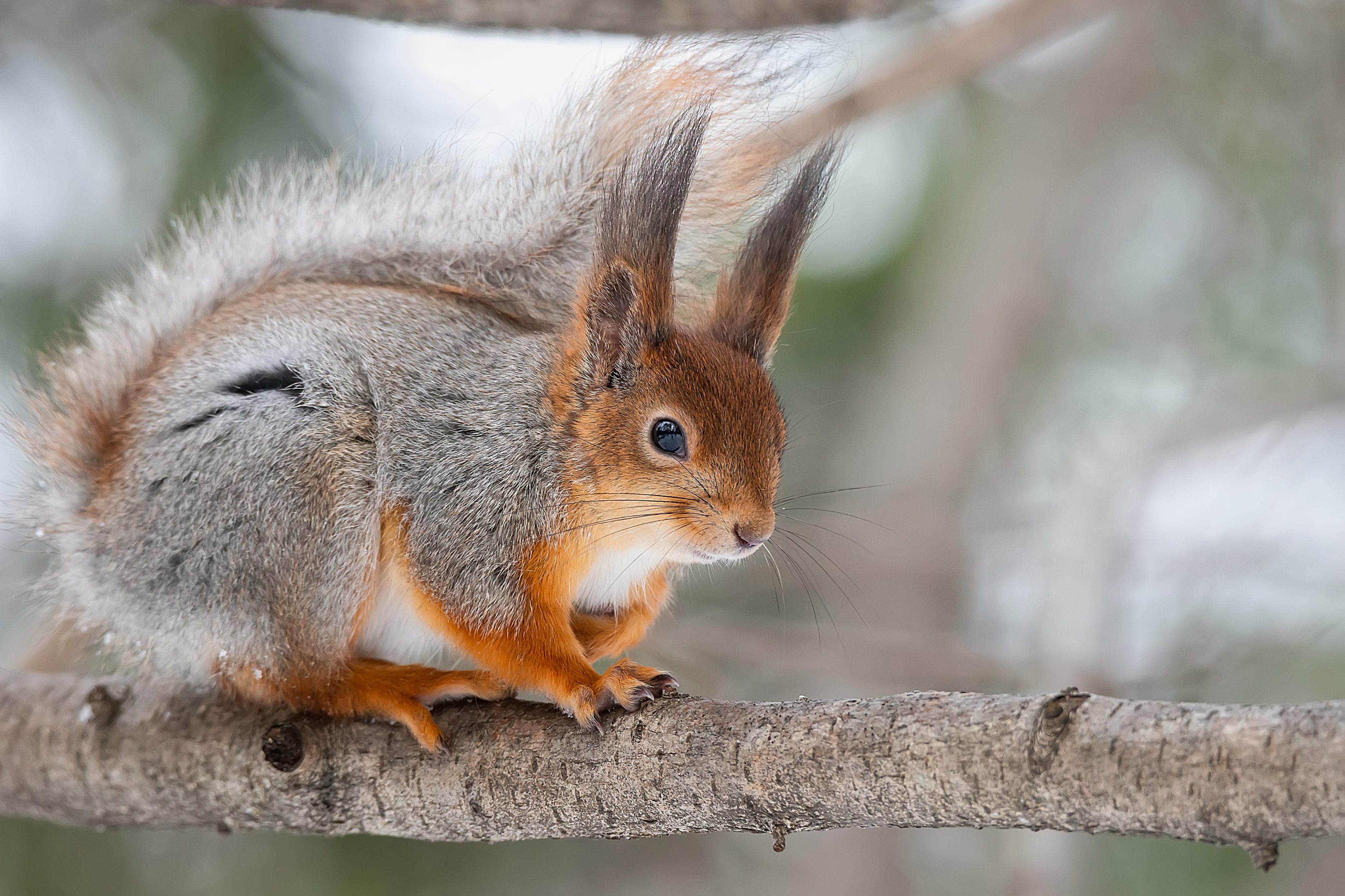 wild, animal, squirrel, tree, wildlife, forest, brown, tail, nature, green, Корнеев Алексей