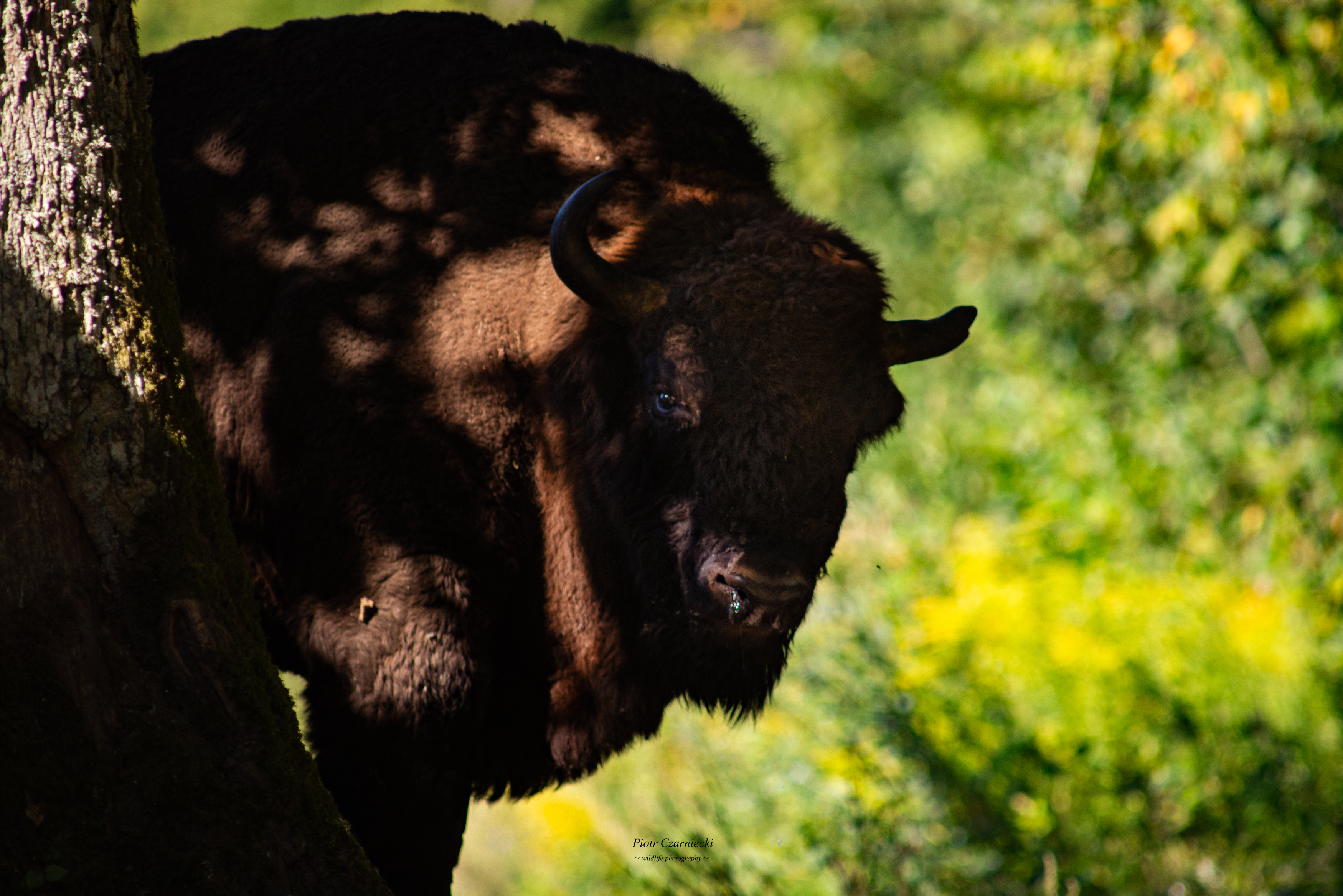 European bison, wisent, bison, mammals, forest, nature, nature photography, animal photography, wilderness, photography, PIOTR CZARNIECKI