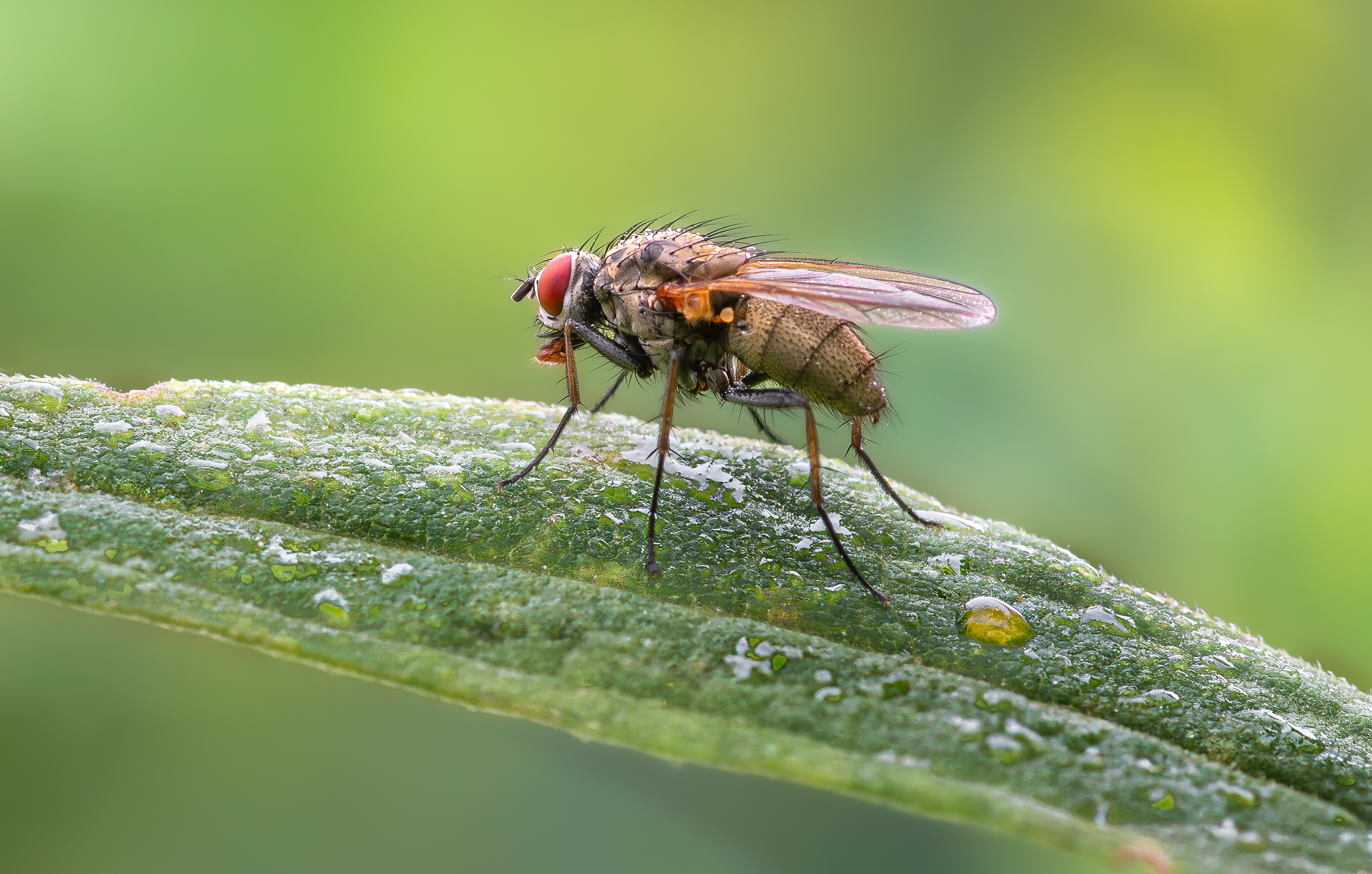 fly, insect, leaf, tiger fly, macro, bug, nature wild, robber fly, robber,, Atul Saluja