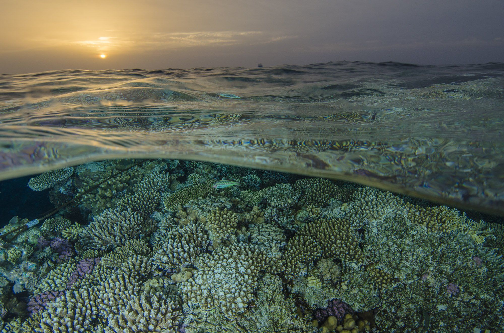 море, подводный мир, природа, кораллы, закат, Дмитрий Старостенков