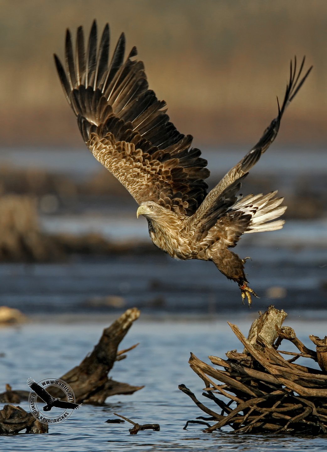 орлан белохвост, haliaeetus albicilla, white-tailed eagle, Eugenijus Kavaliauskas