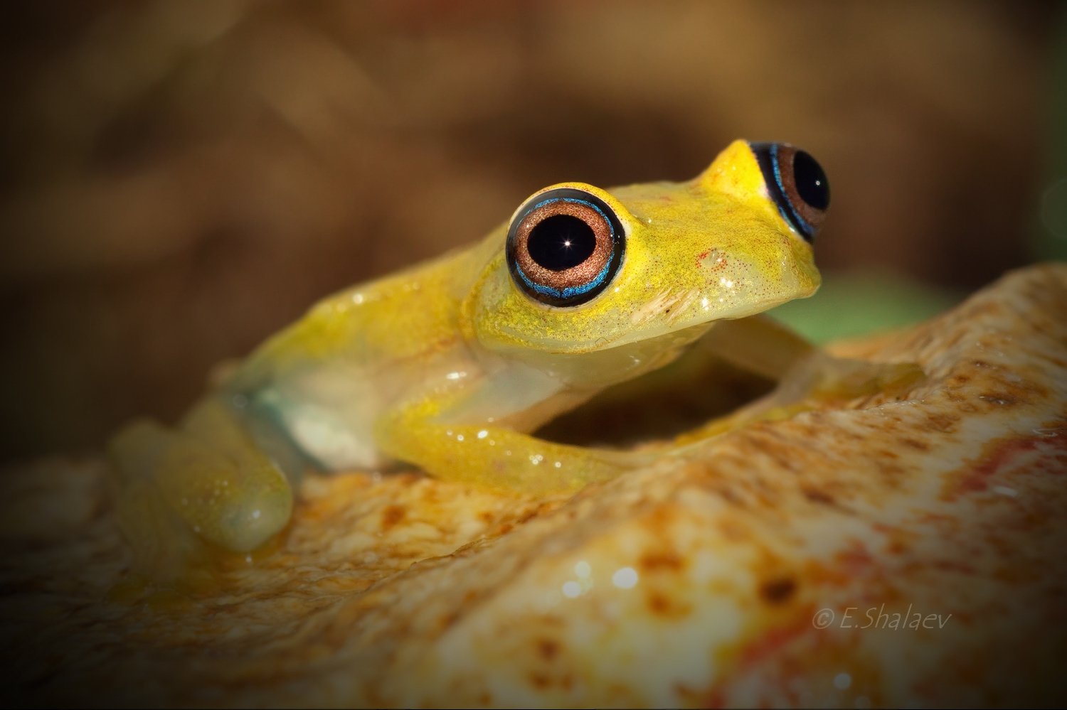 boophis viridis, frog, green bright-eyed frog, амфибии, боофис, веслоног, зелёный веслоног, лягушка, Евгений
