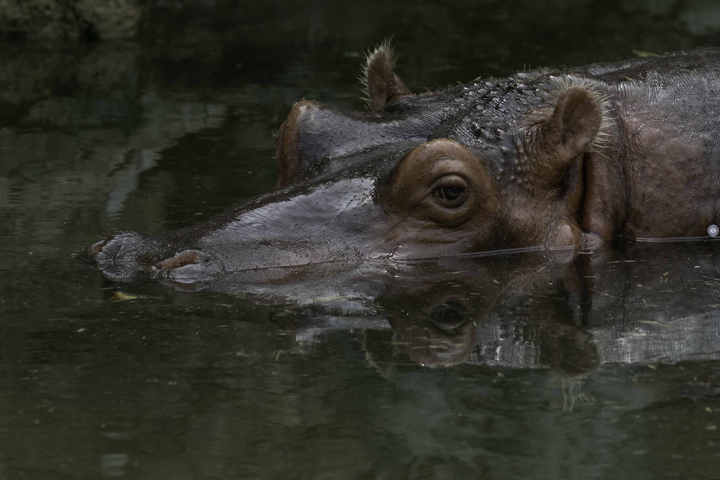 Mammals- Hippo-River hippopotamus, Ali Pashang