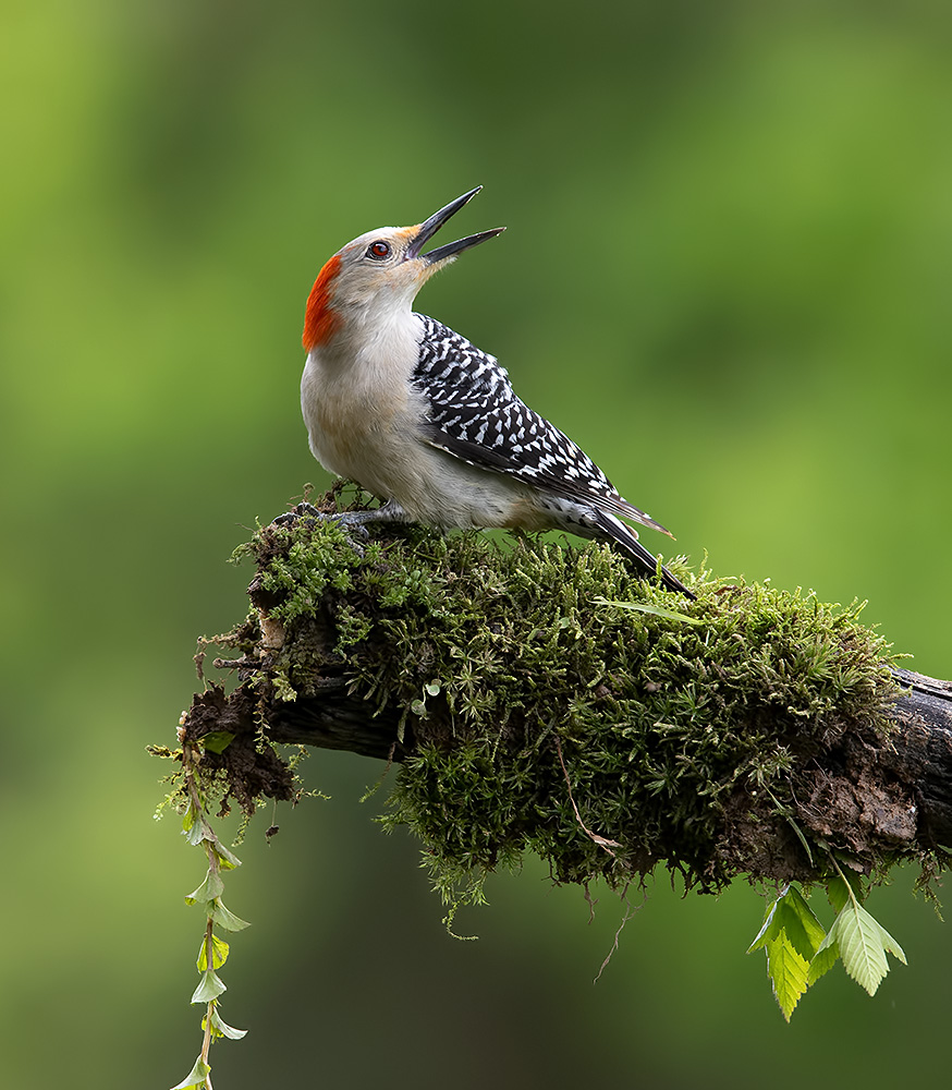 дятел, каролинский меланерпес, red-bellied woodpecker, woodpecker, Etkind Elizabeth