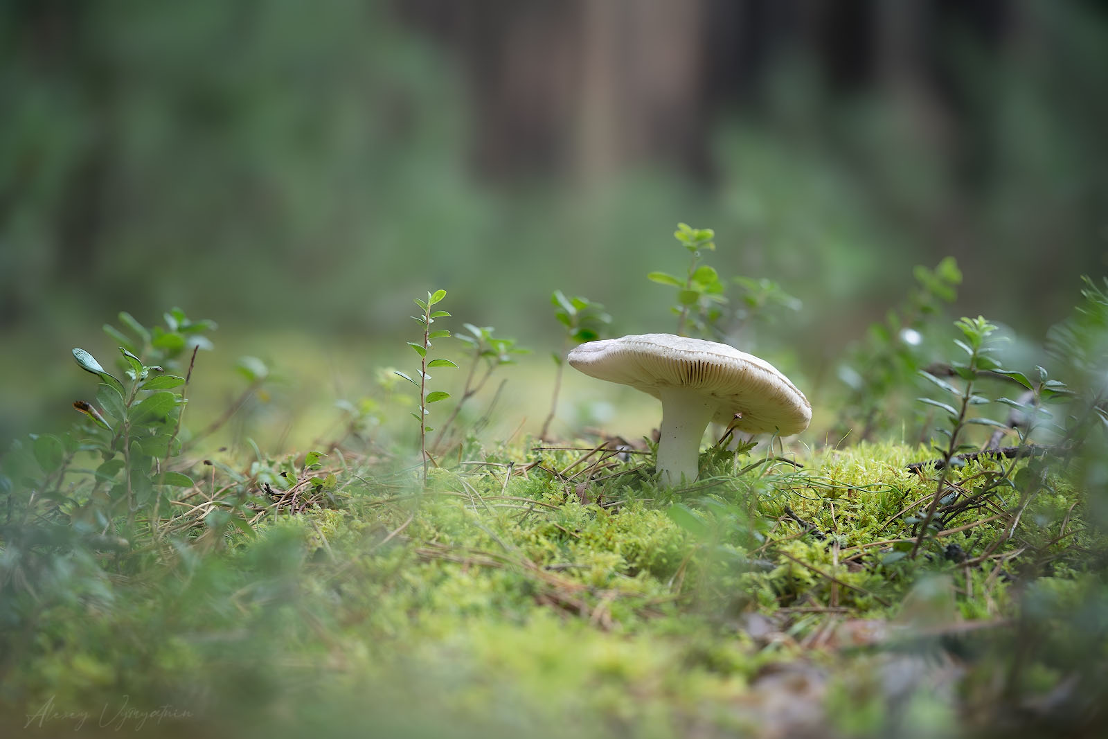 forest, macro, mushroom, outdoor, landscape, Алексей Вымятнин