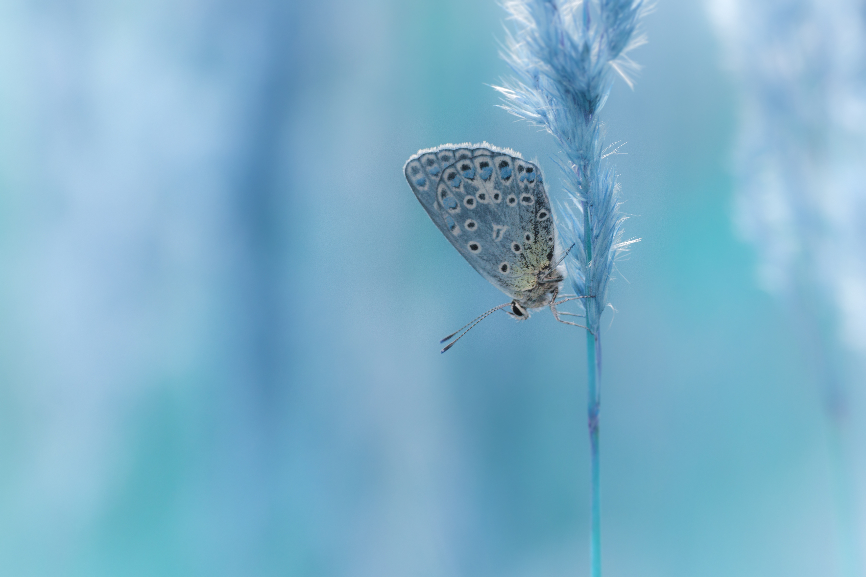 Insect, Nature, Close-up, Wildlife, Animal, Summer, Blue, Meadow, Butterfly, Macro, Eteric, Bokeh, Damian Cyfka