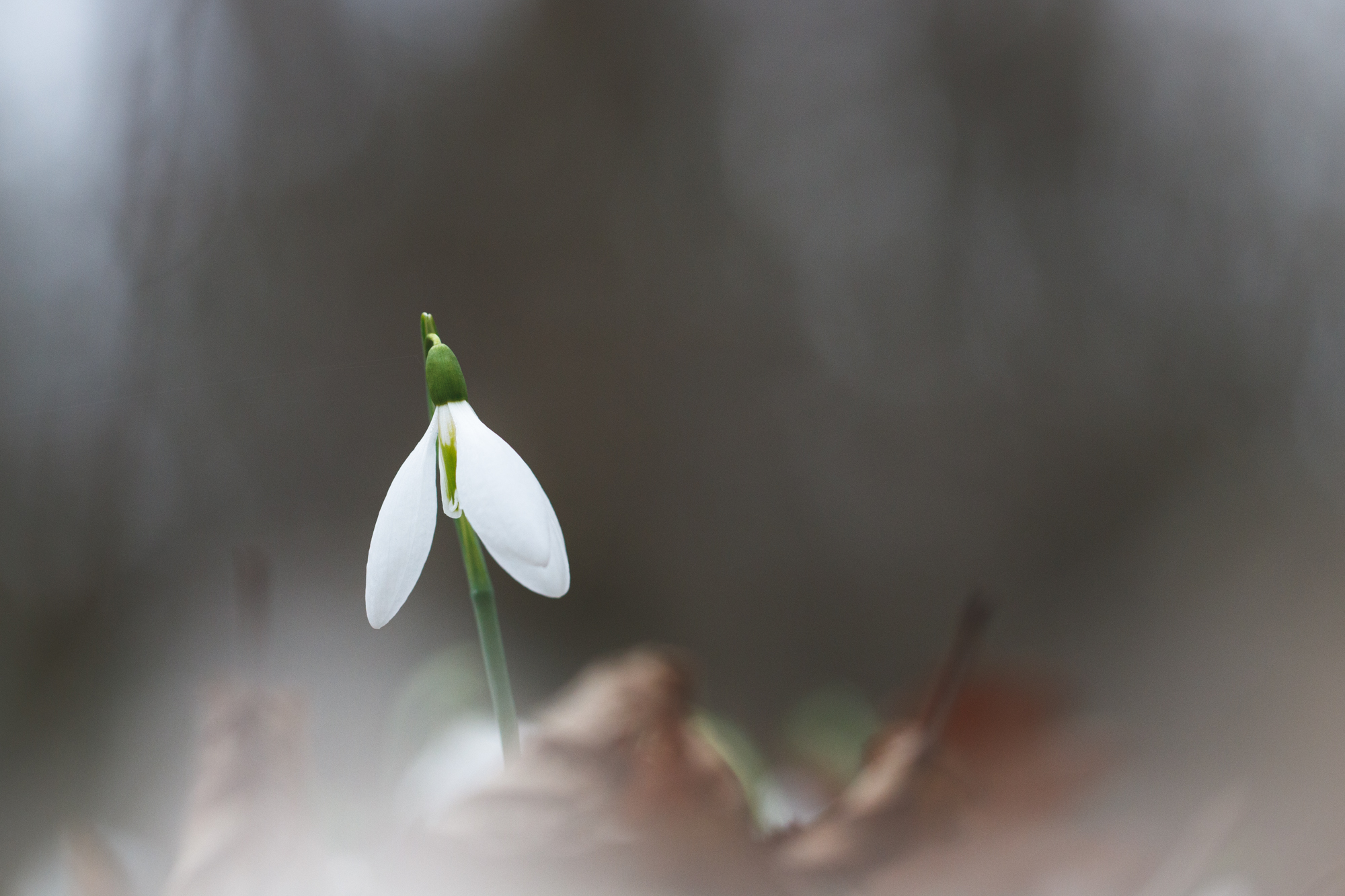 подснежник, первоцветы, подснежники, галантус, galanthus plicatus, Rimma Gerasimenko