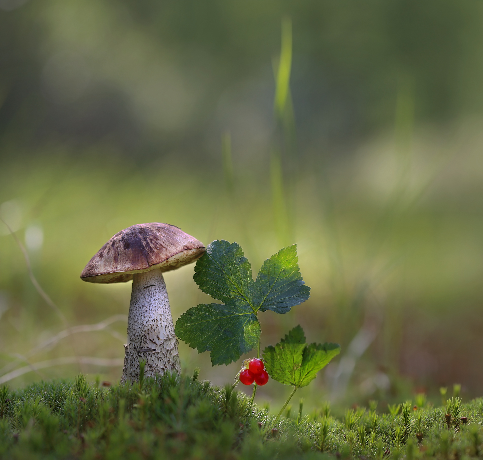 нерюнгри, подберезовик, костяника, якутия, растения_якутии, женялевина, евгениялевина, растения_левиной, Евгения Левина