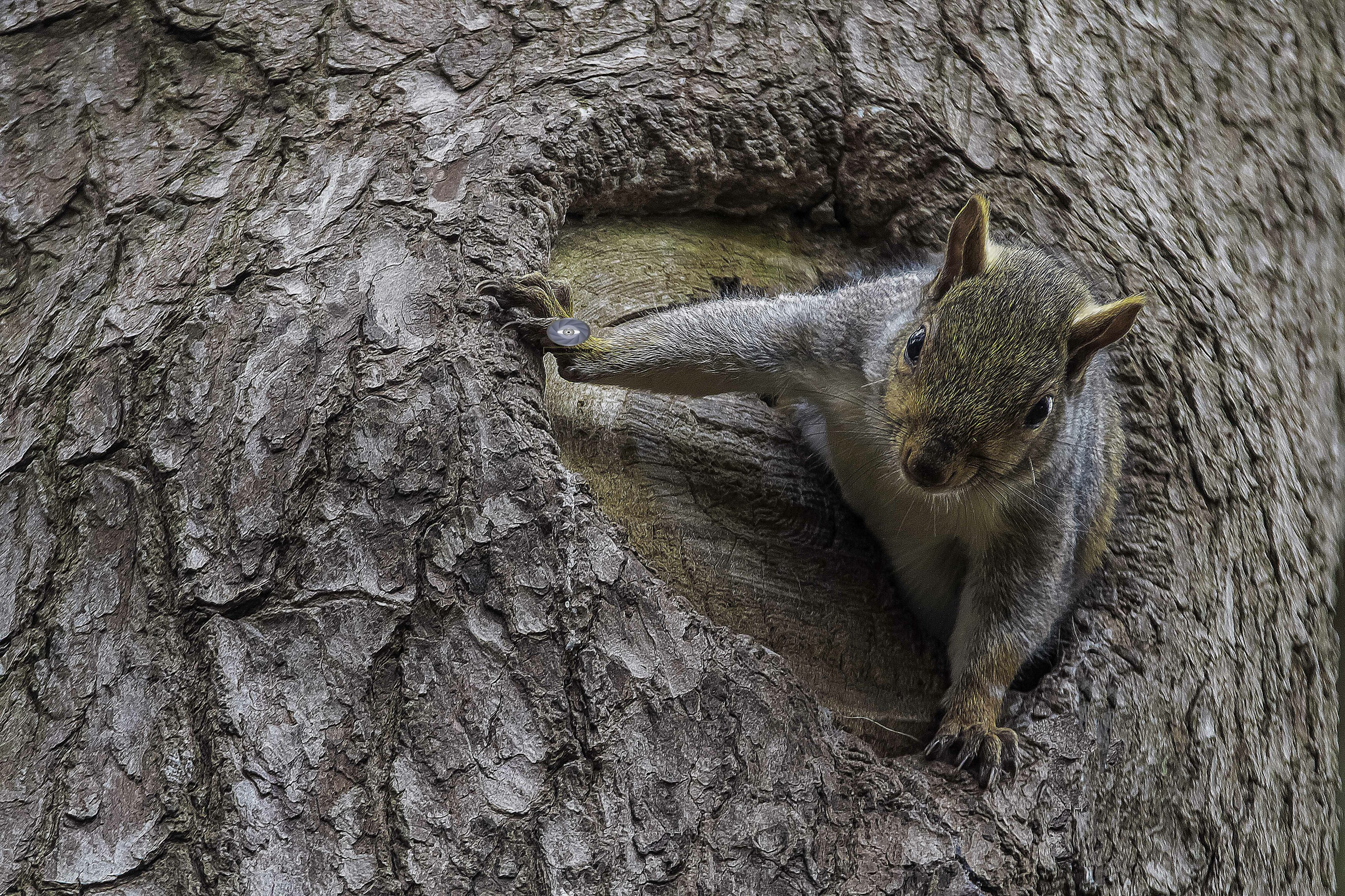 squirrel-rodent-grey squirrel-mammals, Ali Pashang