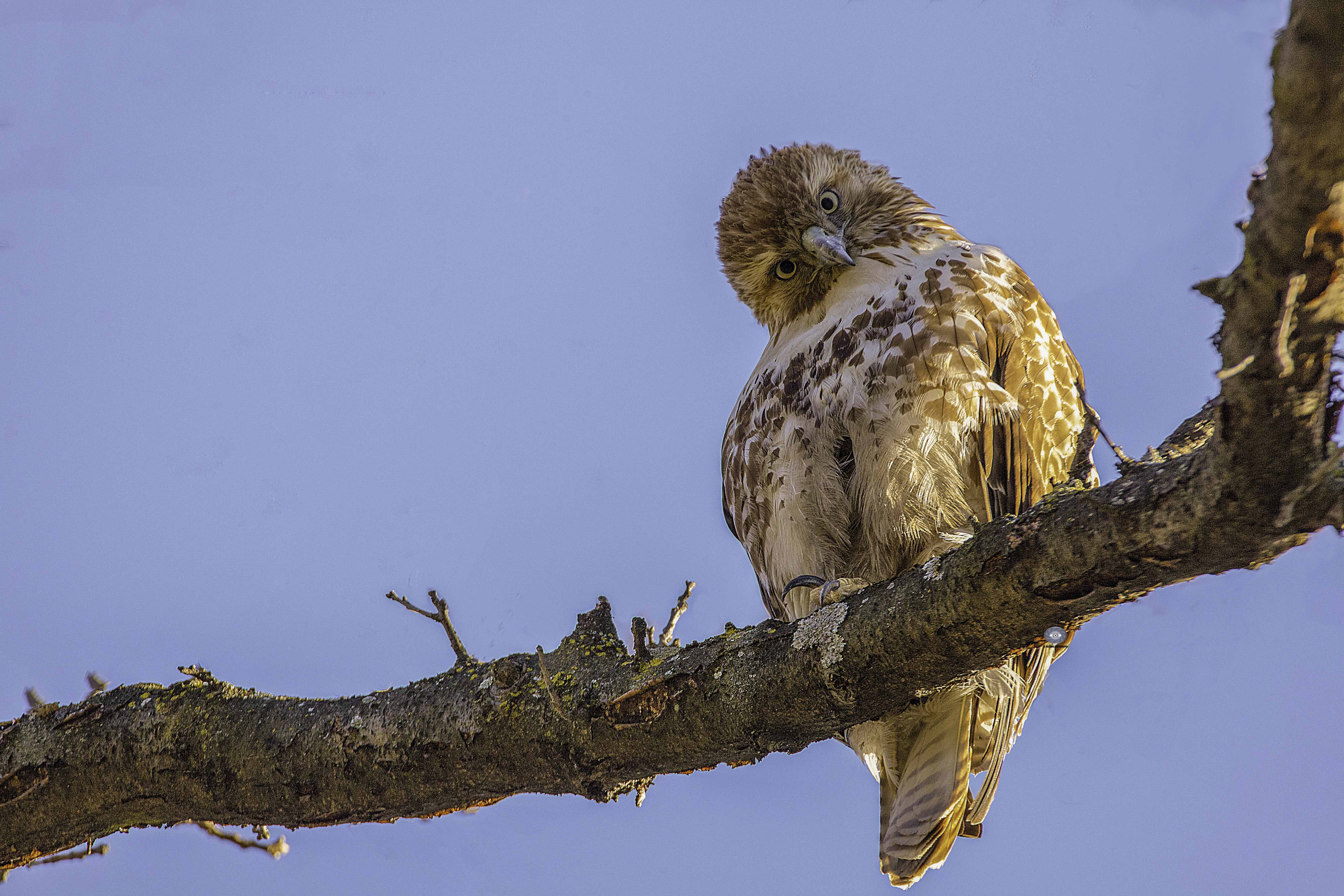 bird- hawk- red tailed hawk-bird of prey, Ali Pashang