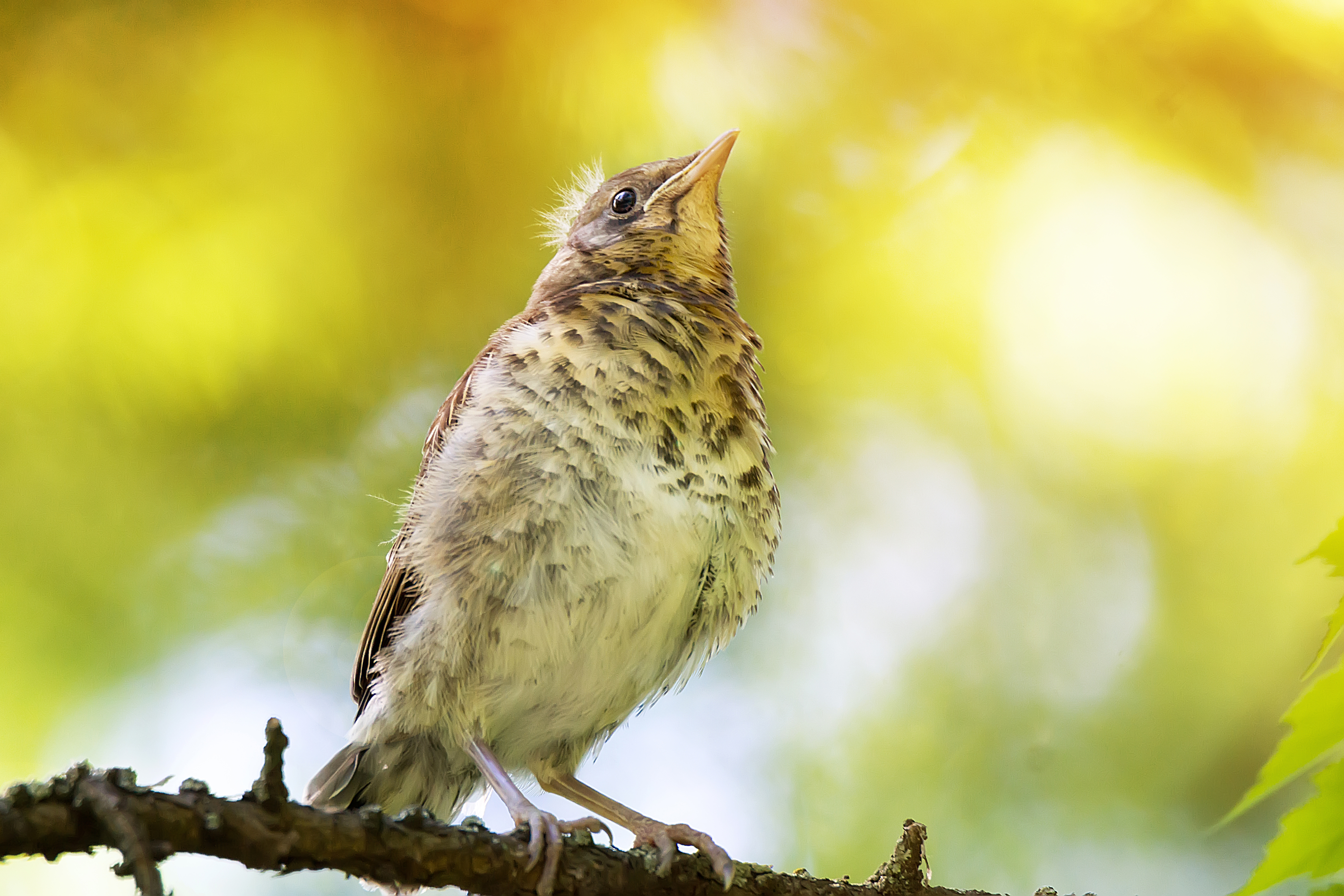 thrush; bird; song; mistle; animal; green; turdus; nature; wildlife; wild;, Корнеев Алексей