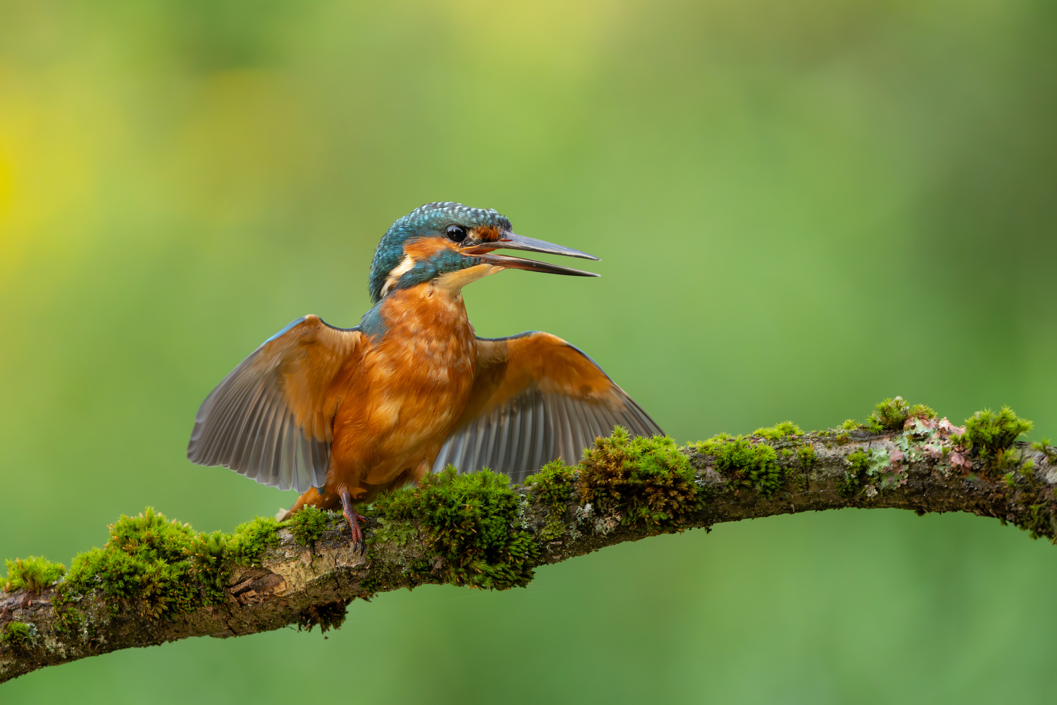 kingfisher, Turnšek Danijel